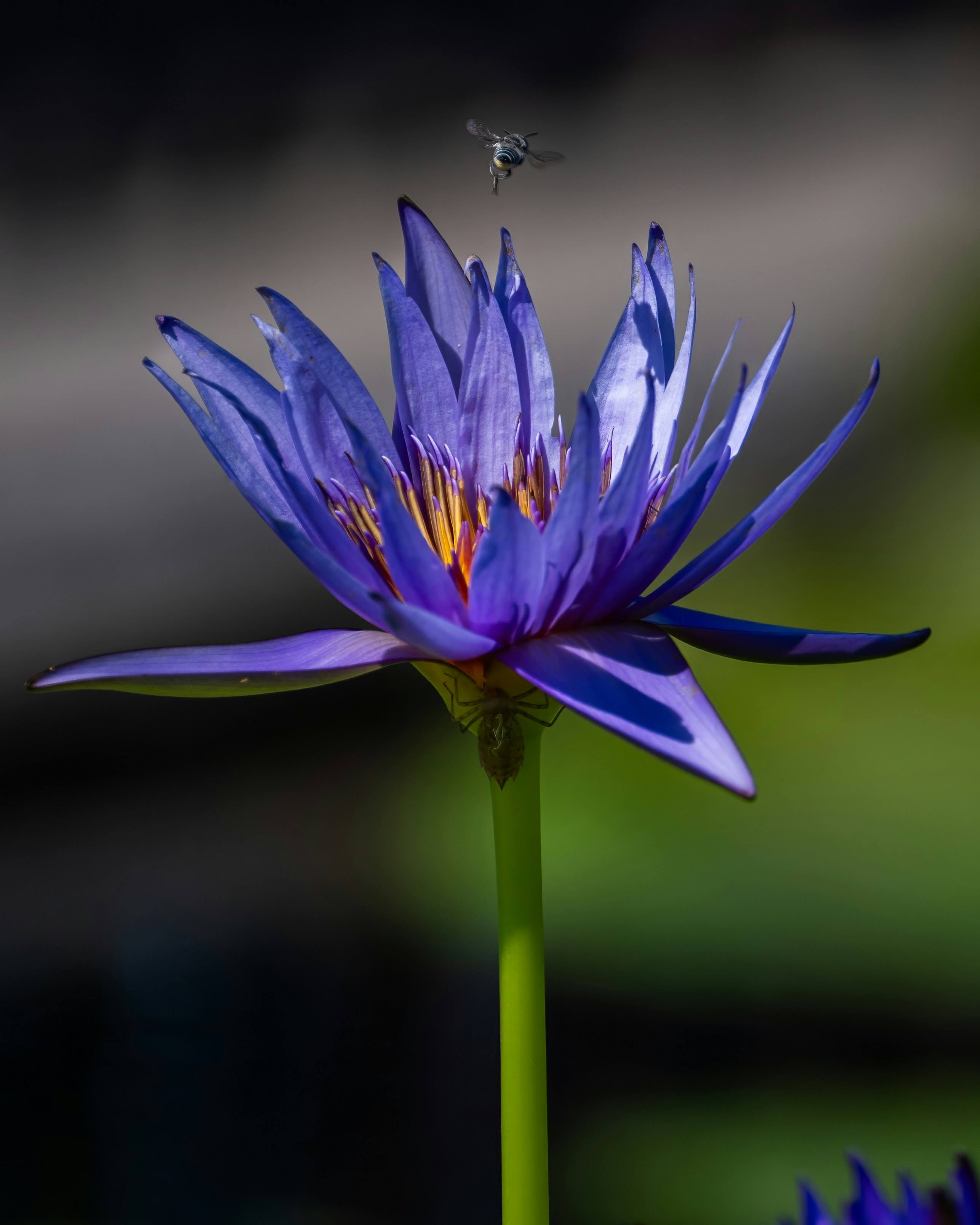 A bee flies toward a beautiful purple flower.