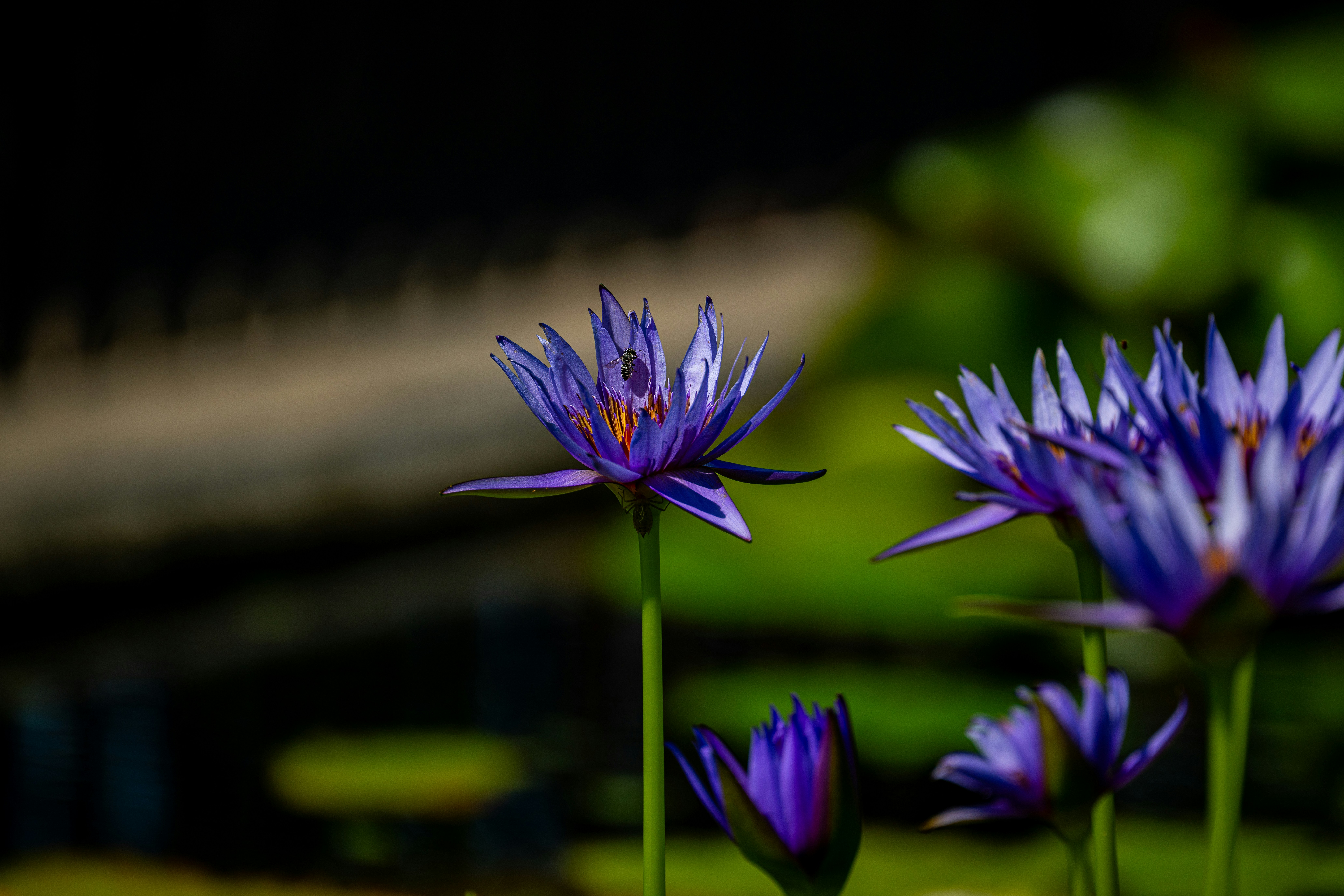 Purple water lilies bloom beautifully in a pond.