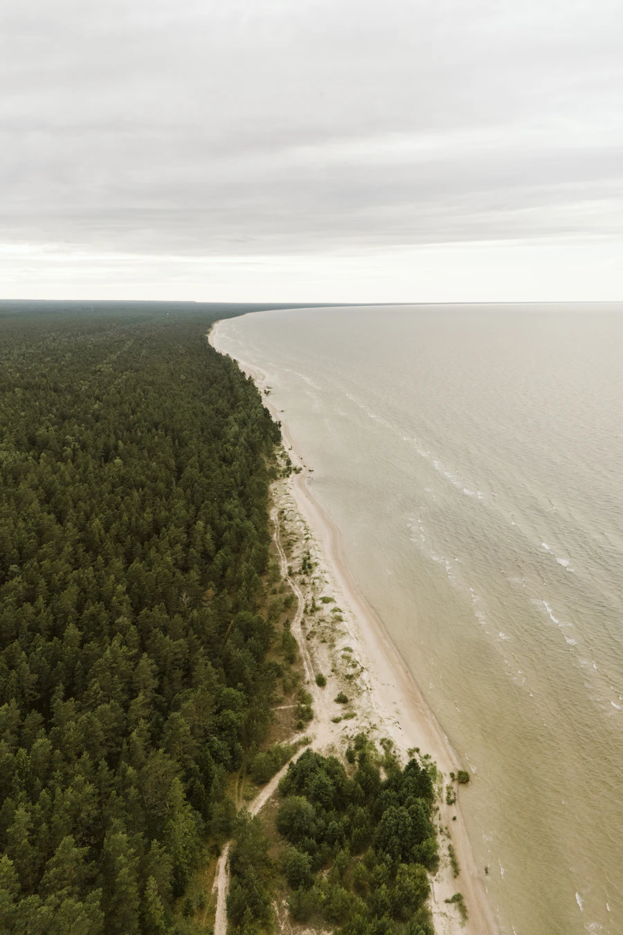 A forest meeting a sandy beach