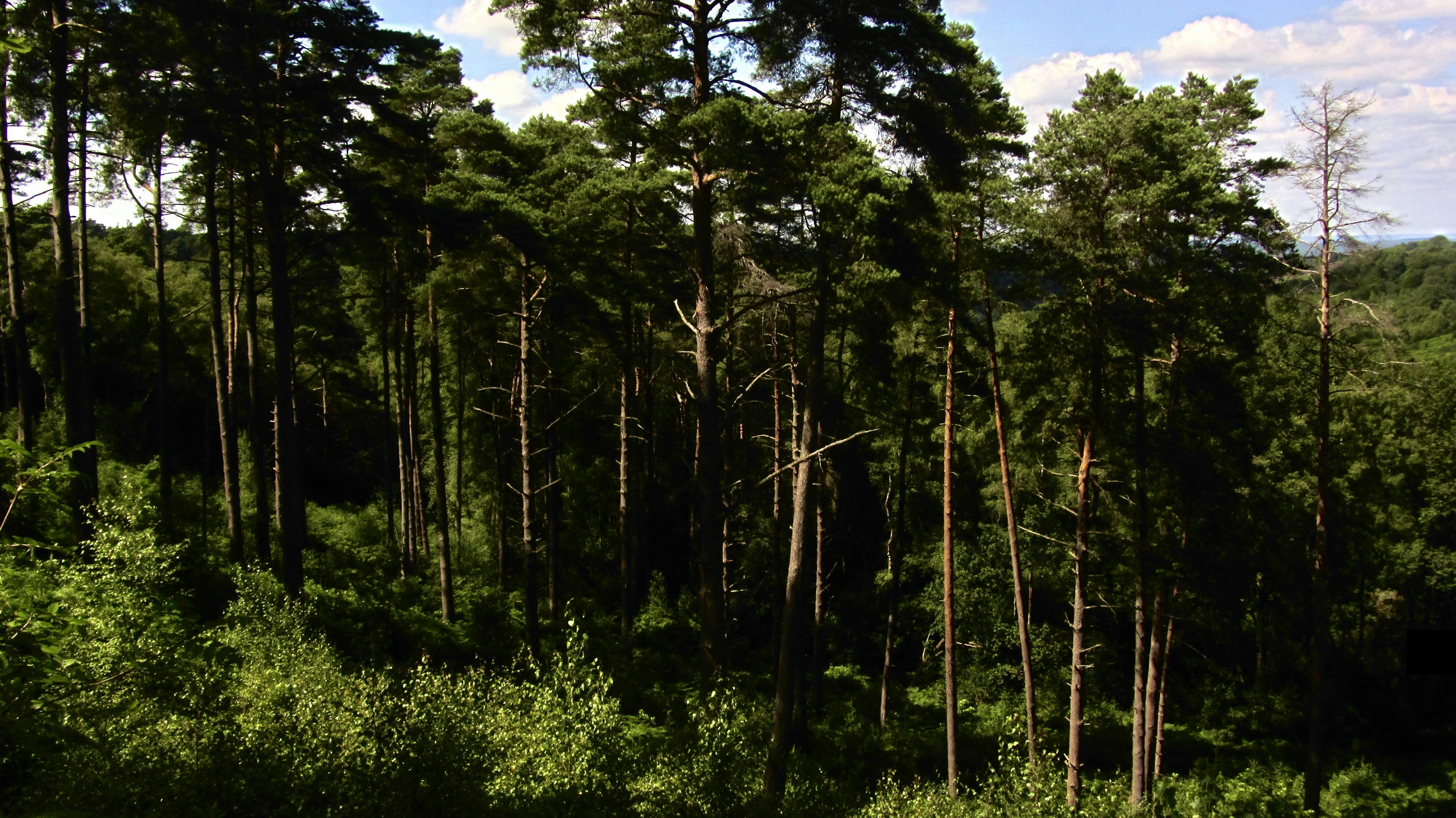 Photo by greywoolfproductions