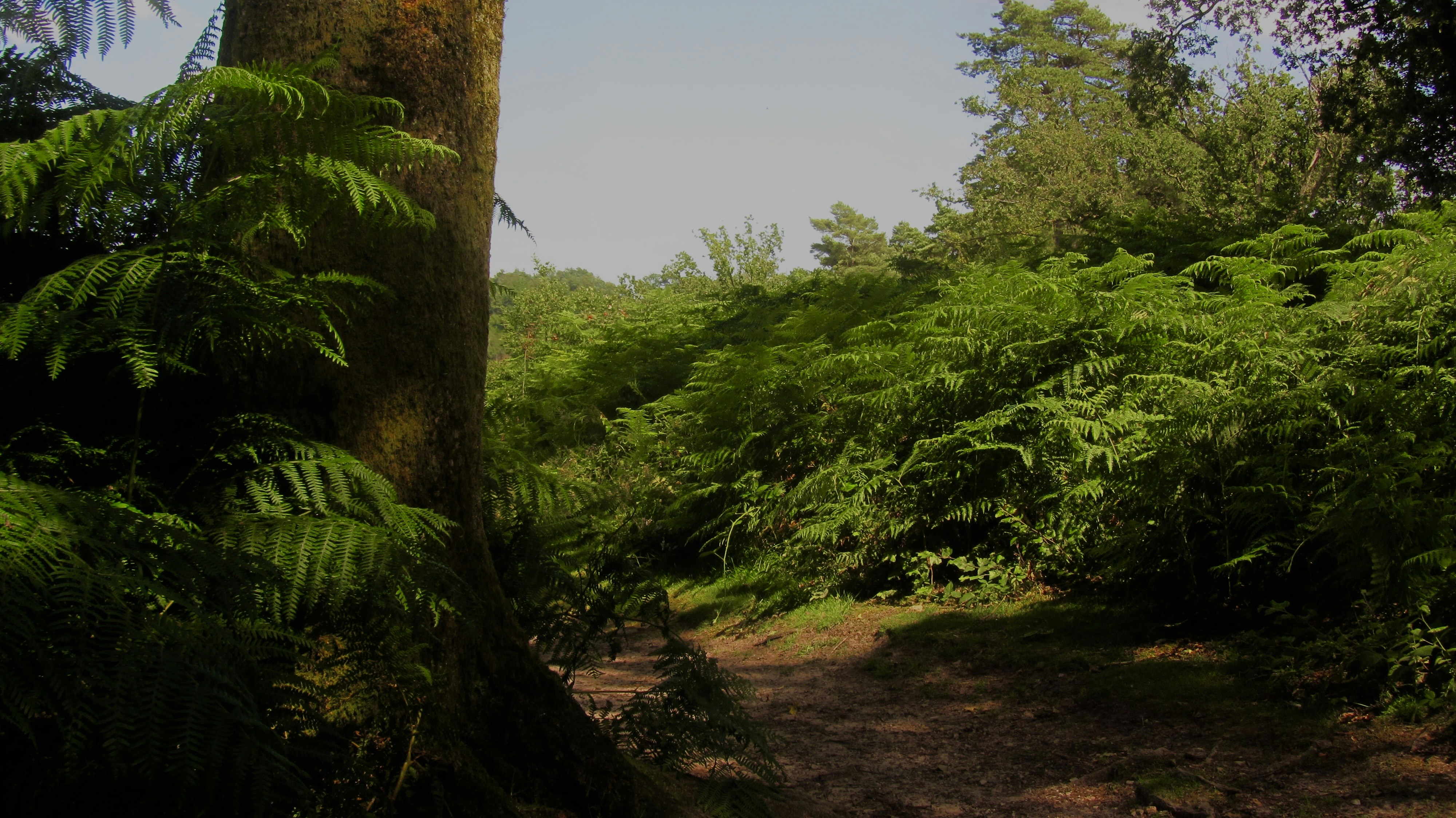 NPNWJC (No Prep, No Water, Just Cameras) was a shoot my uncle and I did over the summer. We headed straight into the woods with zero prep, no water, and no real plan—just our cameras. Nothing fancy, just raw shots and whatever we came across along the way.