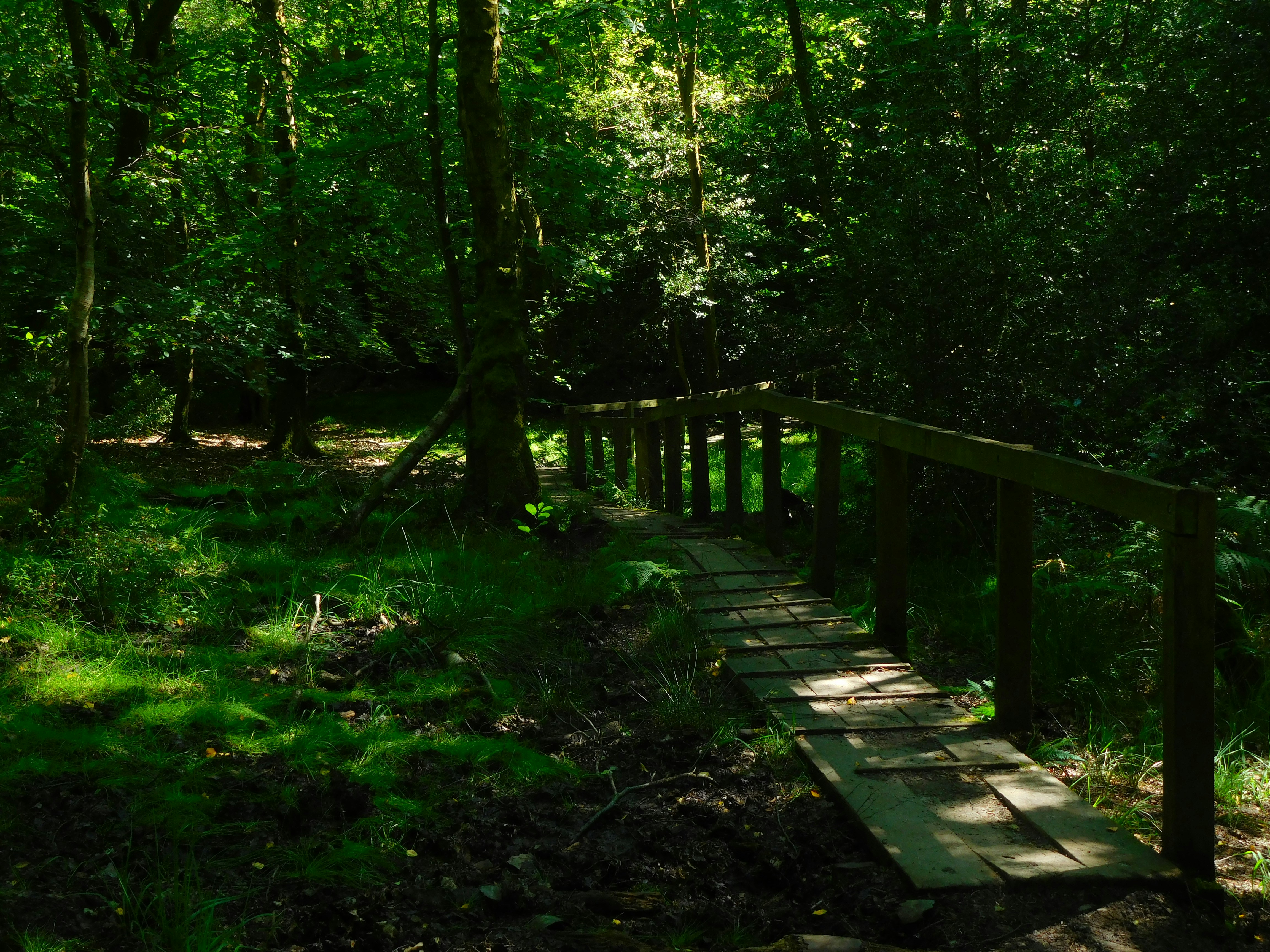 Photo by greywoolfproductions