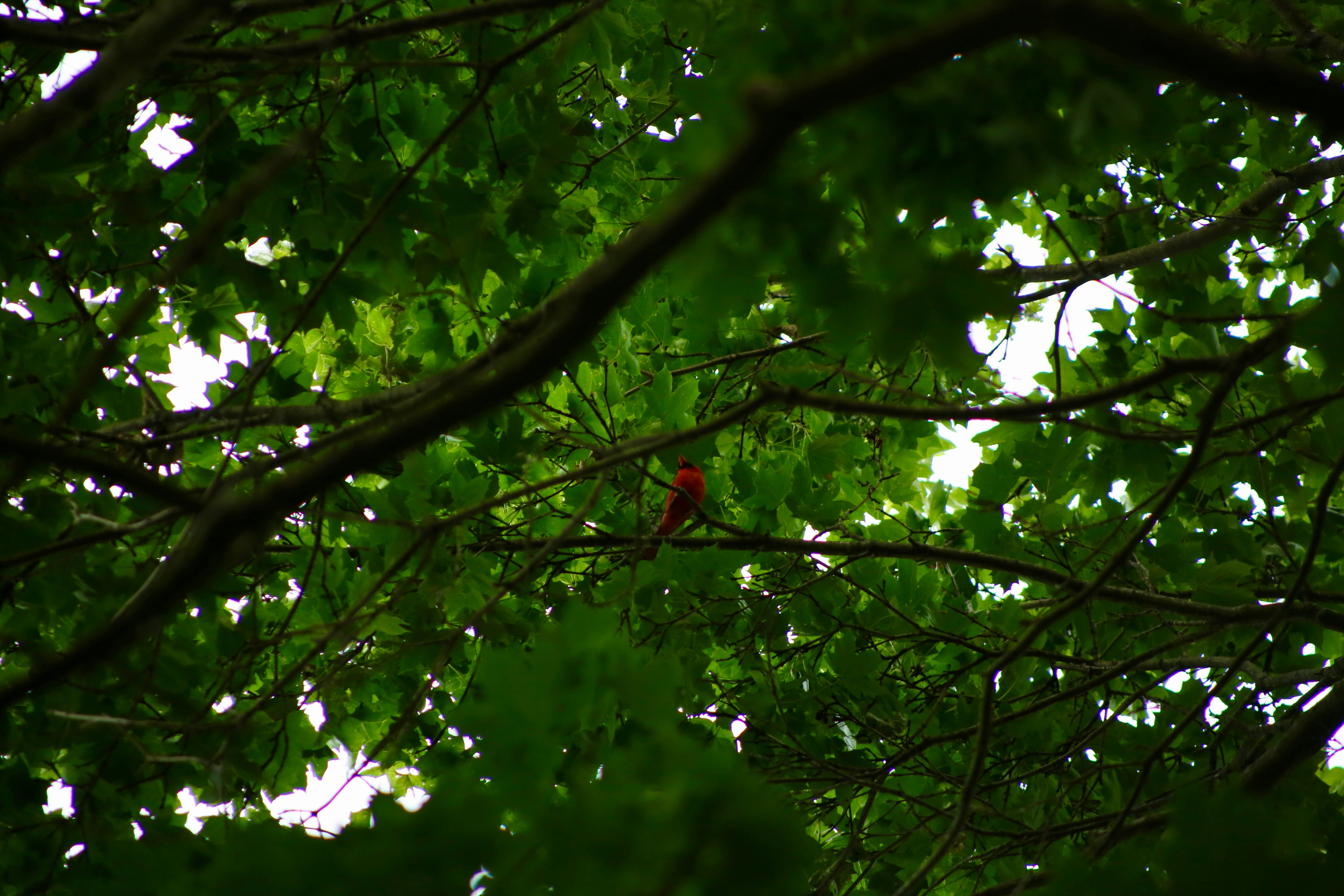 Photo by micaiahlane