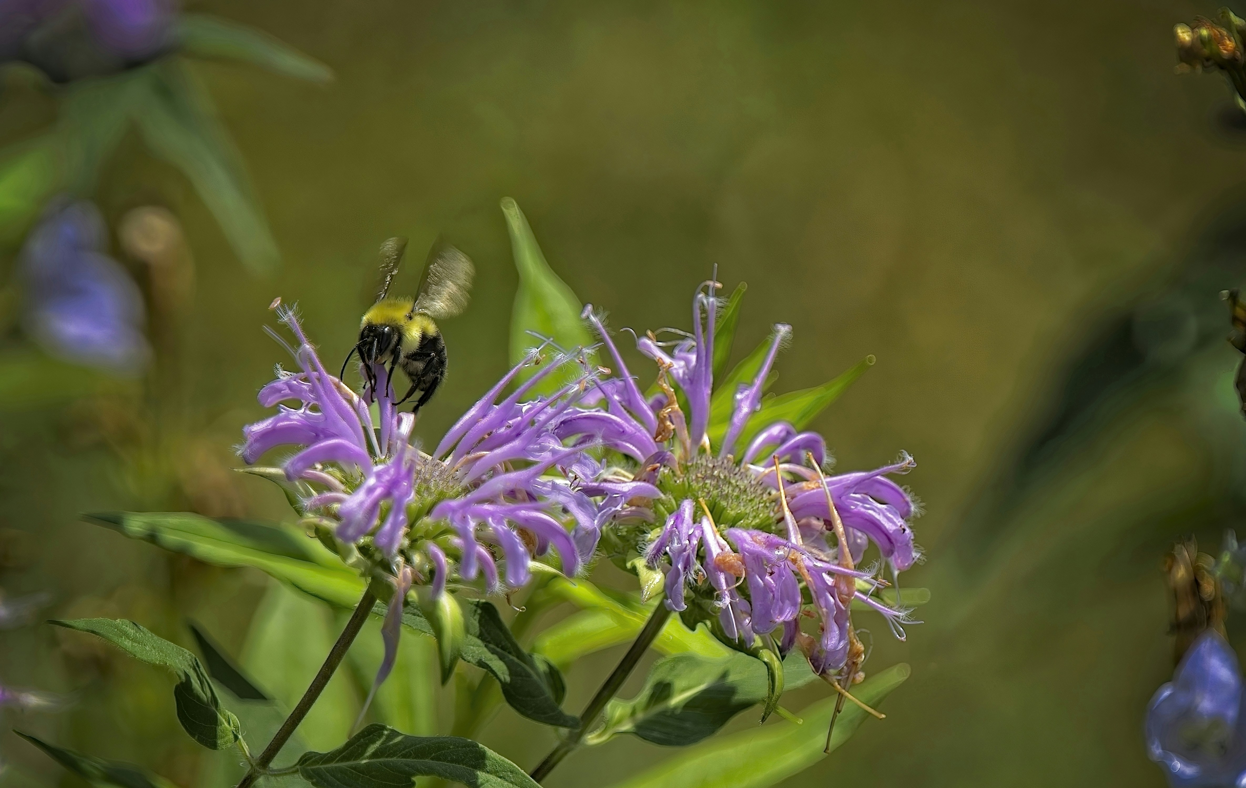 A bee buzzes over purple wildflowers.