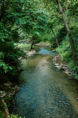 Peaceful river winding through lush green forest at Cook Park