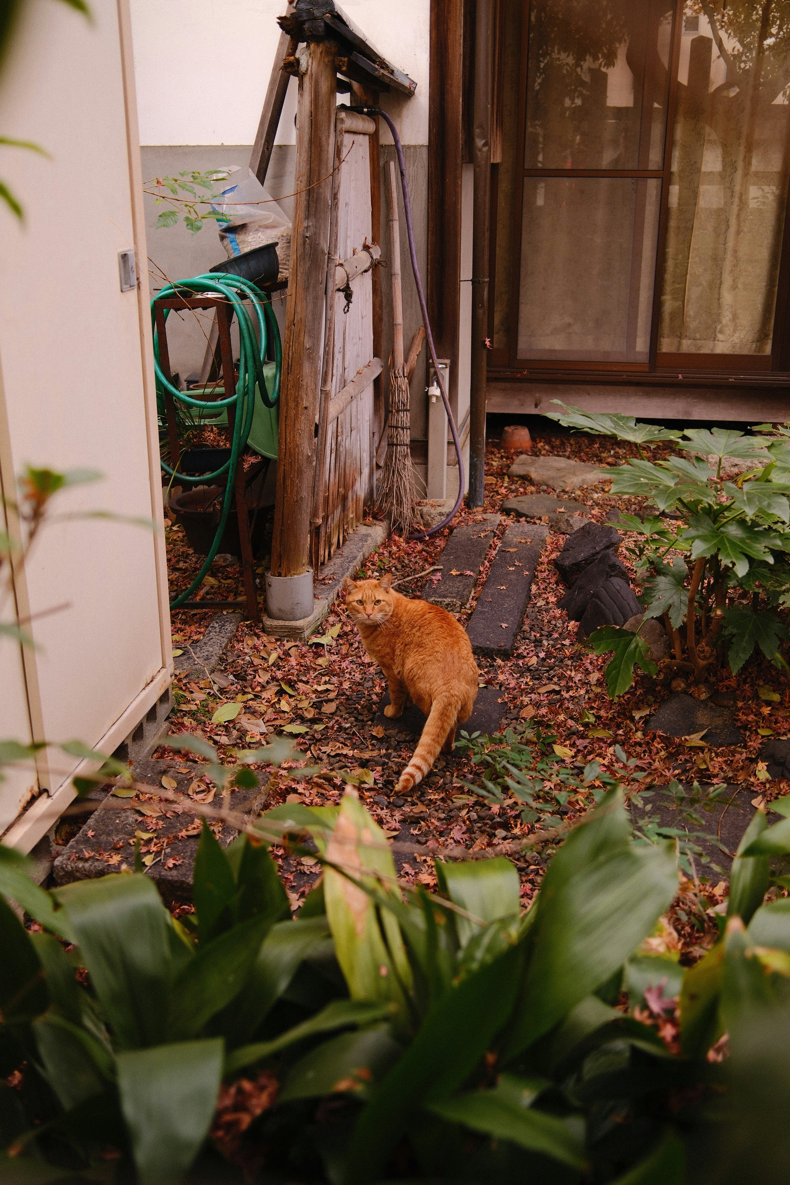 An orange cat stands in a leafy backyard.