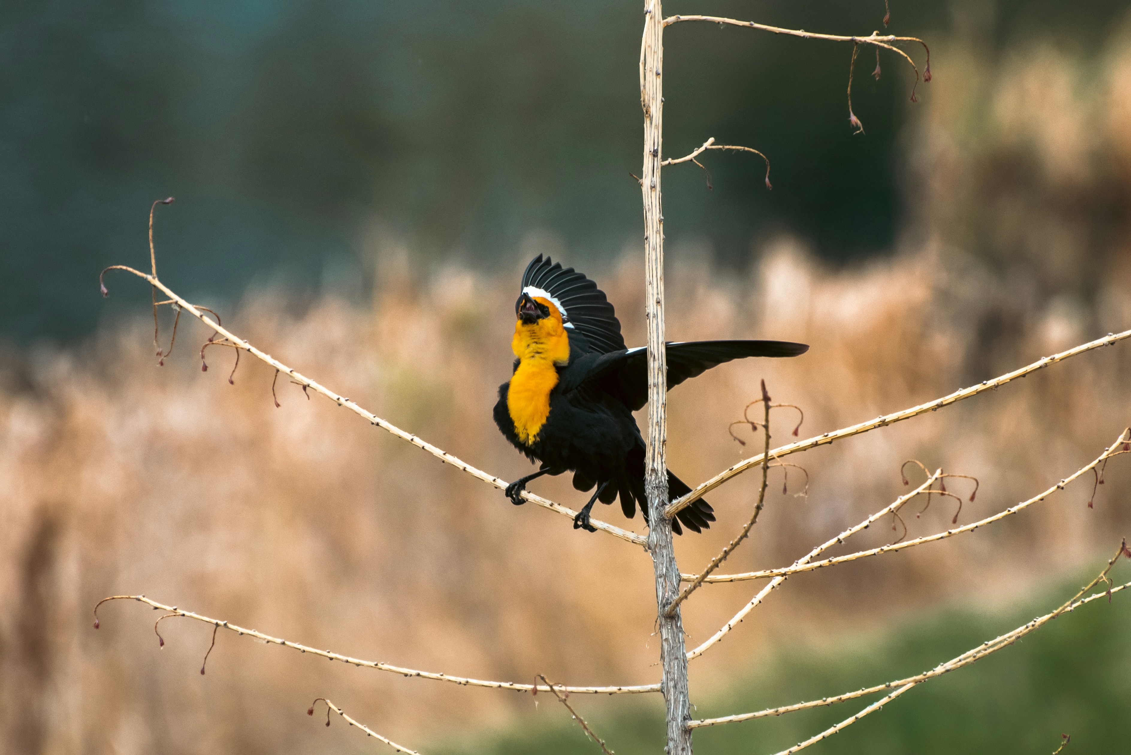 Photo by locallythere