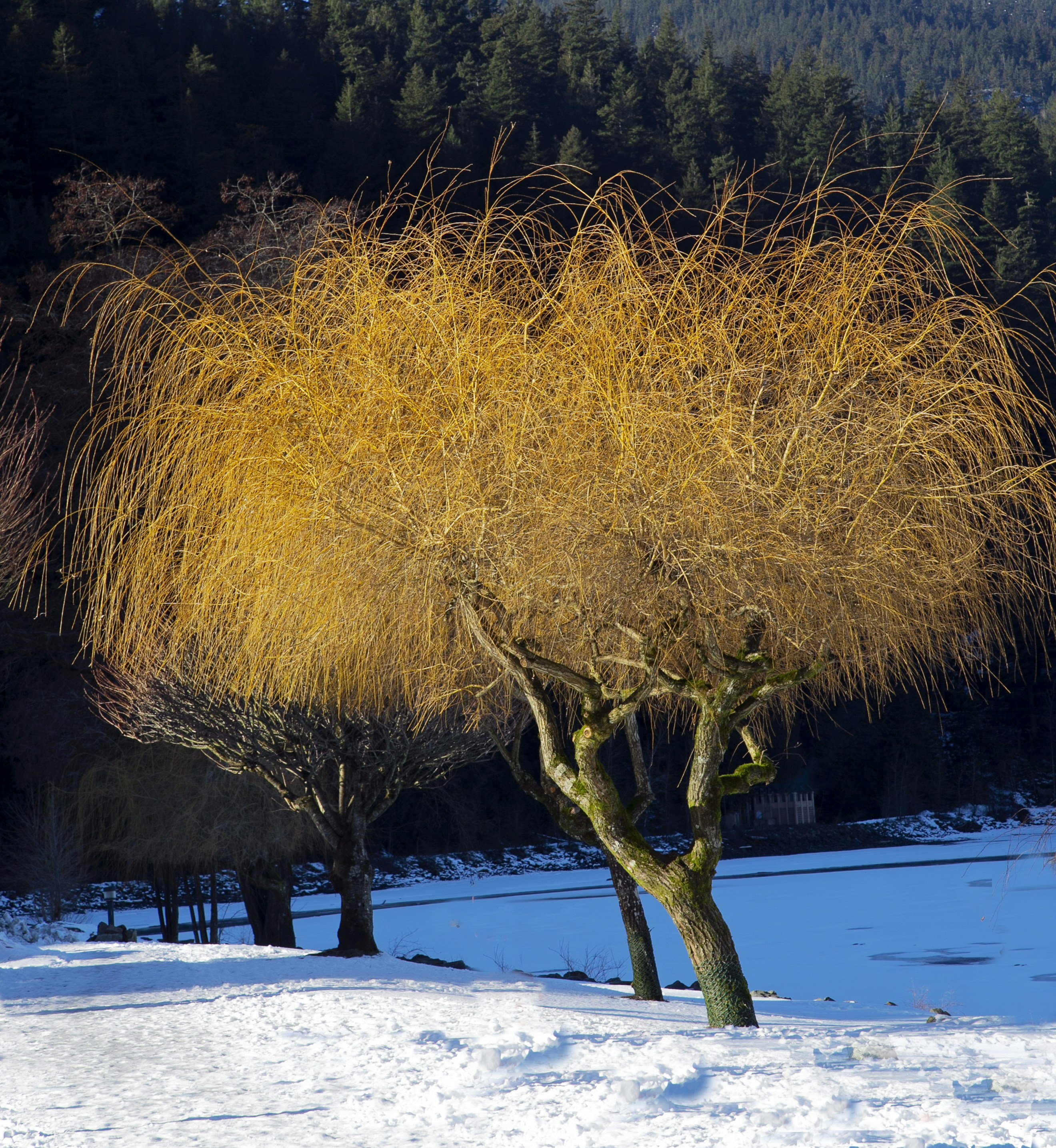 2025-11-04 - 家裡附近的公園，每日早晨都會有一位伯伯自主的打掃公園🧹落葉🍂，這個社會有你真好，謝謝你。🫶