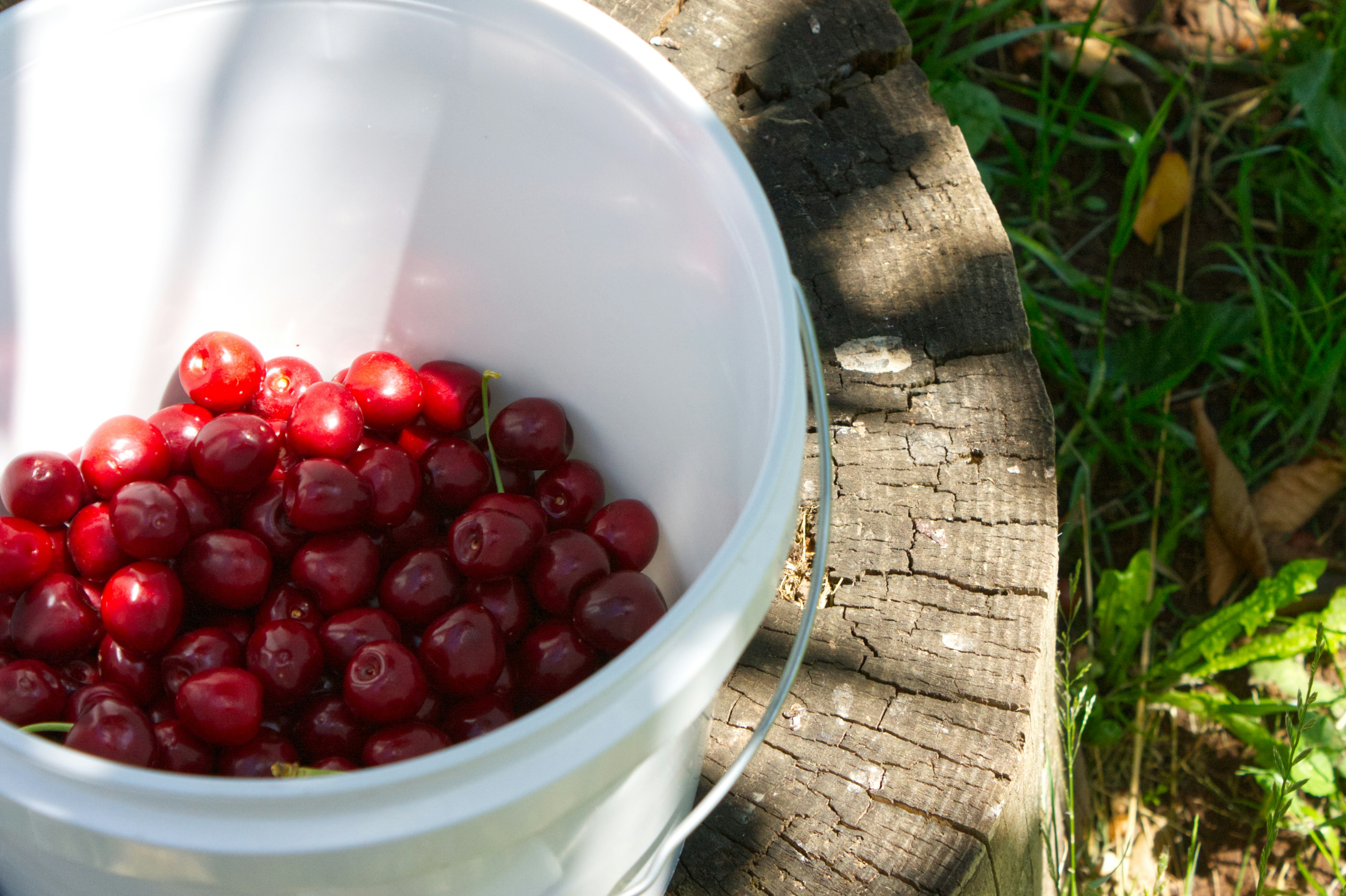 Os Benefícios do Cranberry para a Saúde do Trato Urinário
