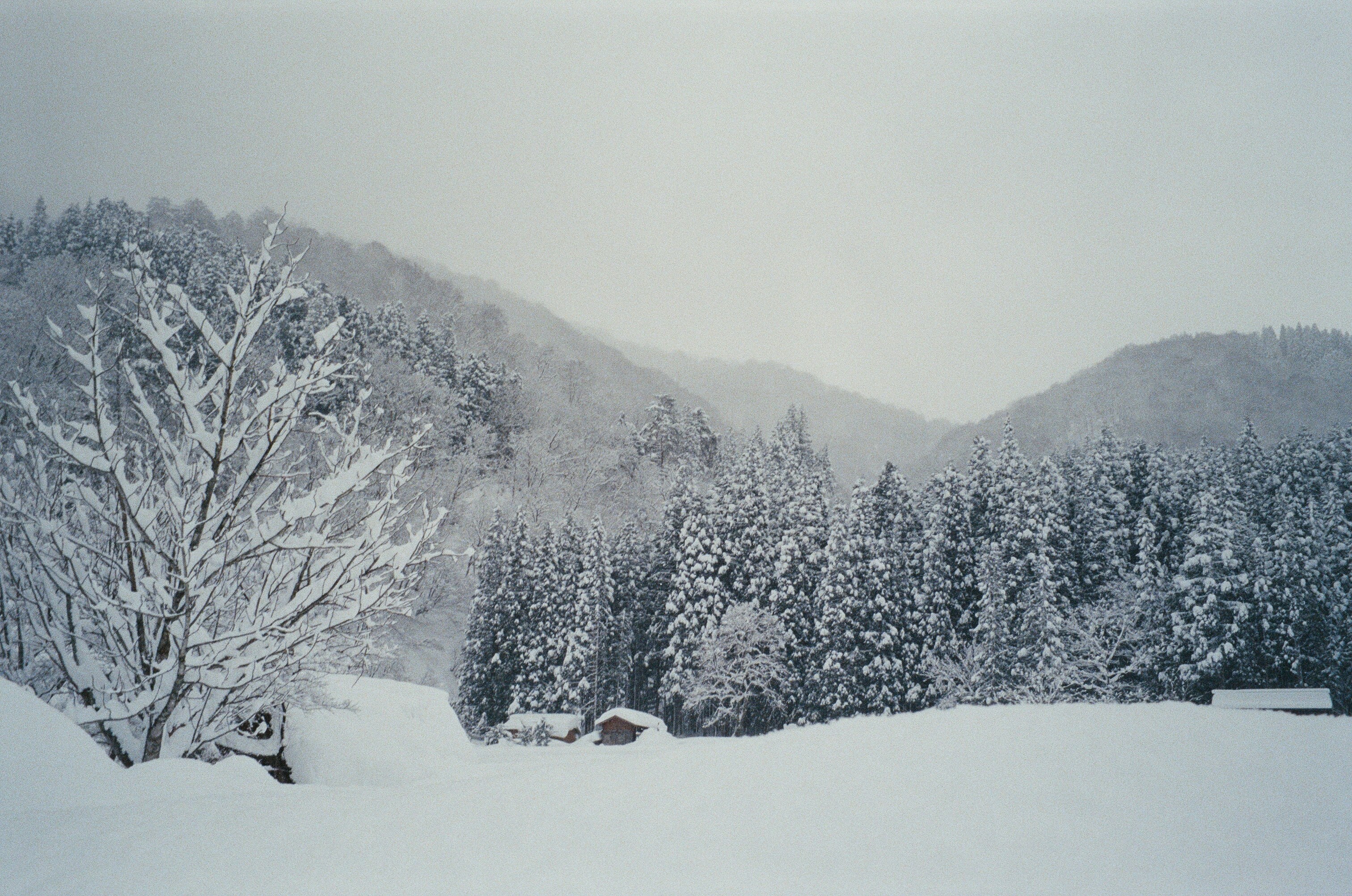 A hamlet disappearing into snowed-in forest