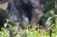 Green leaves grow in front of a blurred background.