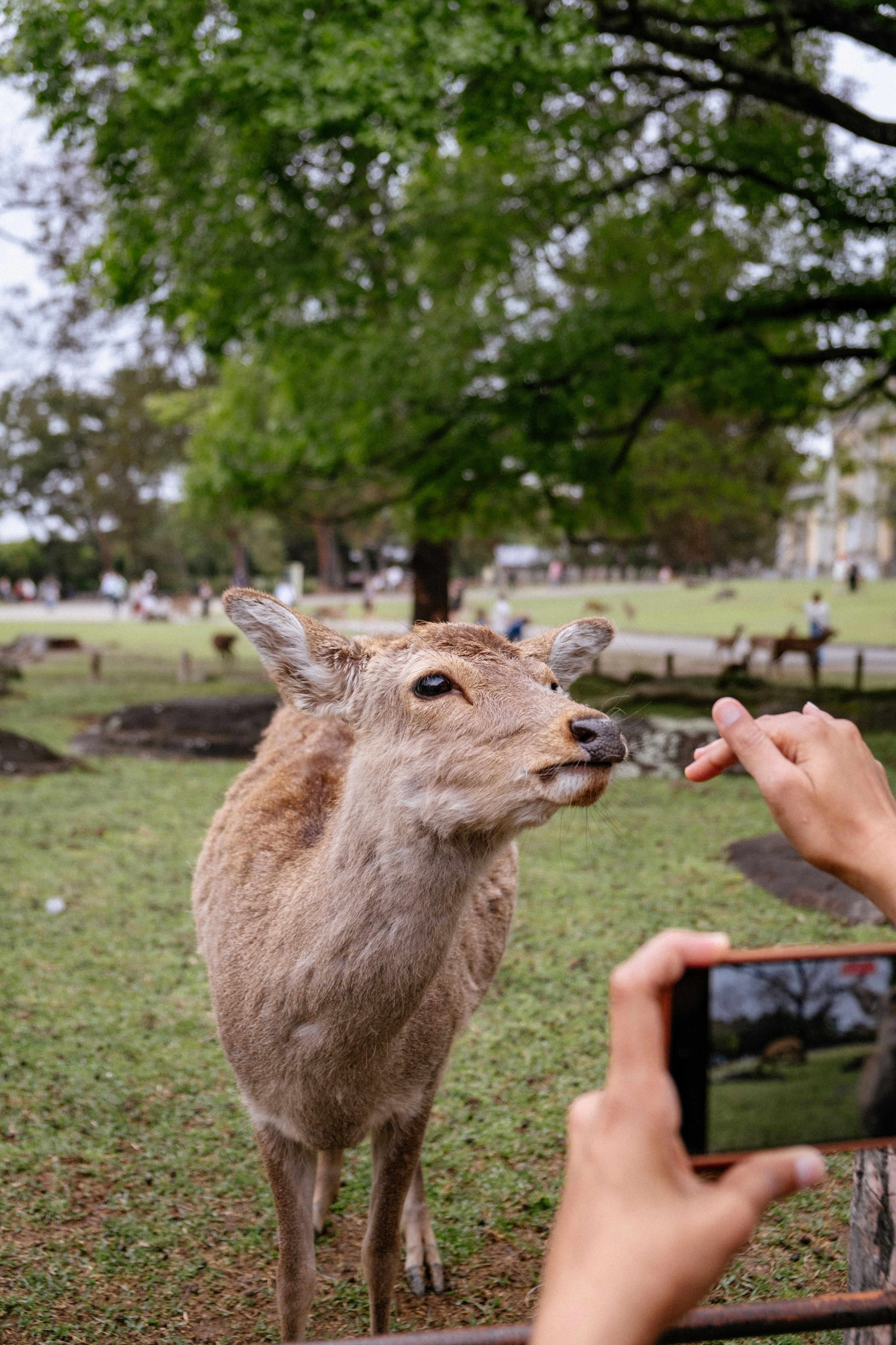 Ein Reh interagiert mit einer Hand und einem Telefon.
