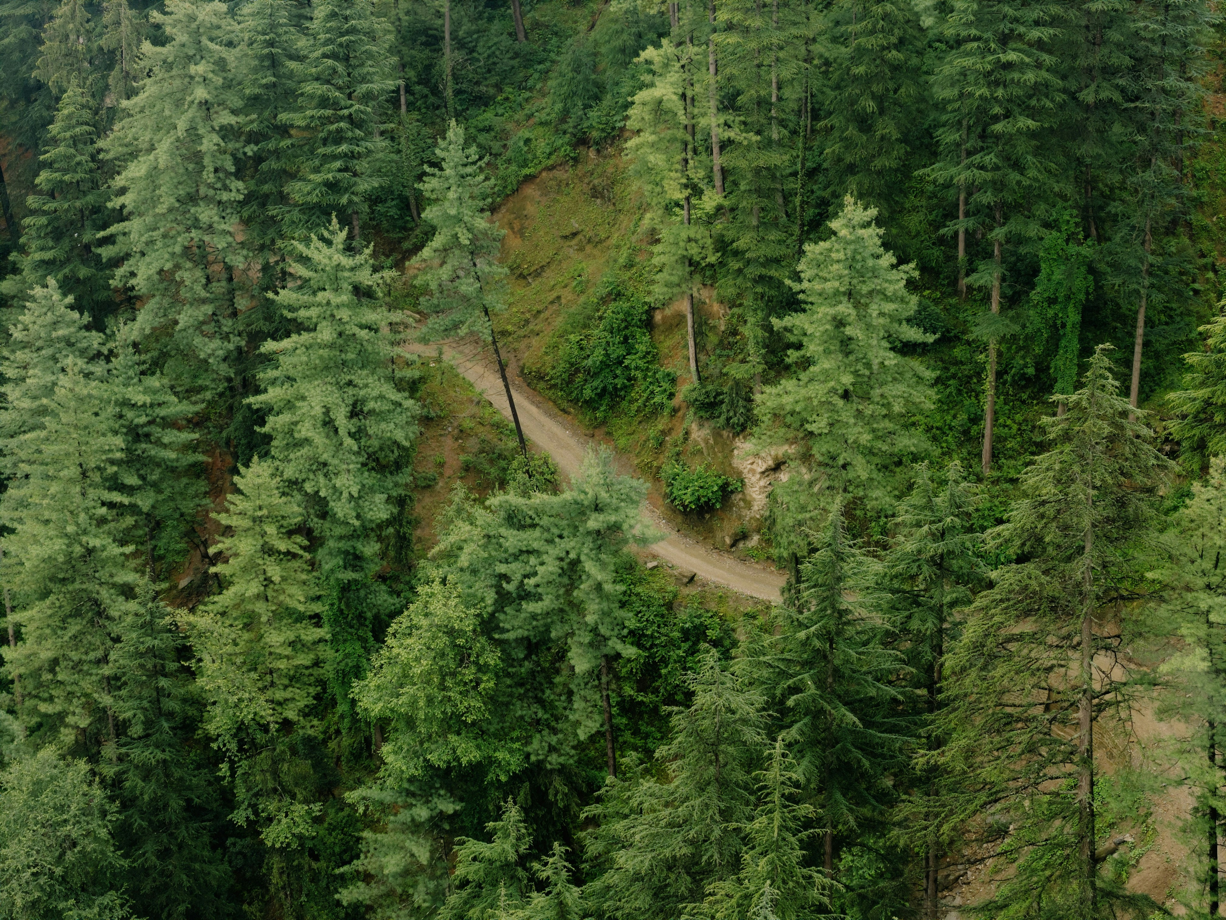 A forest path winds through lush, green trees.