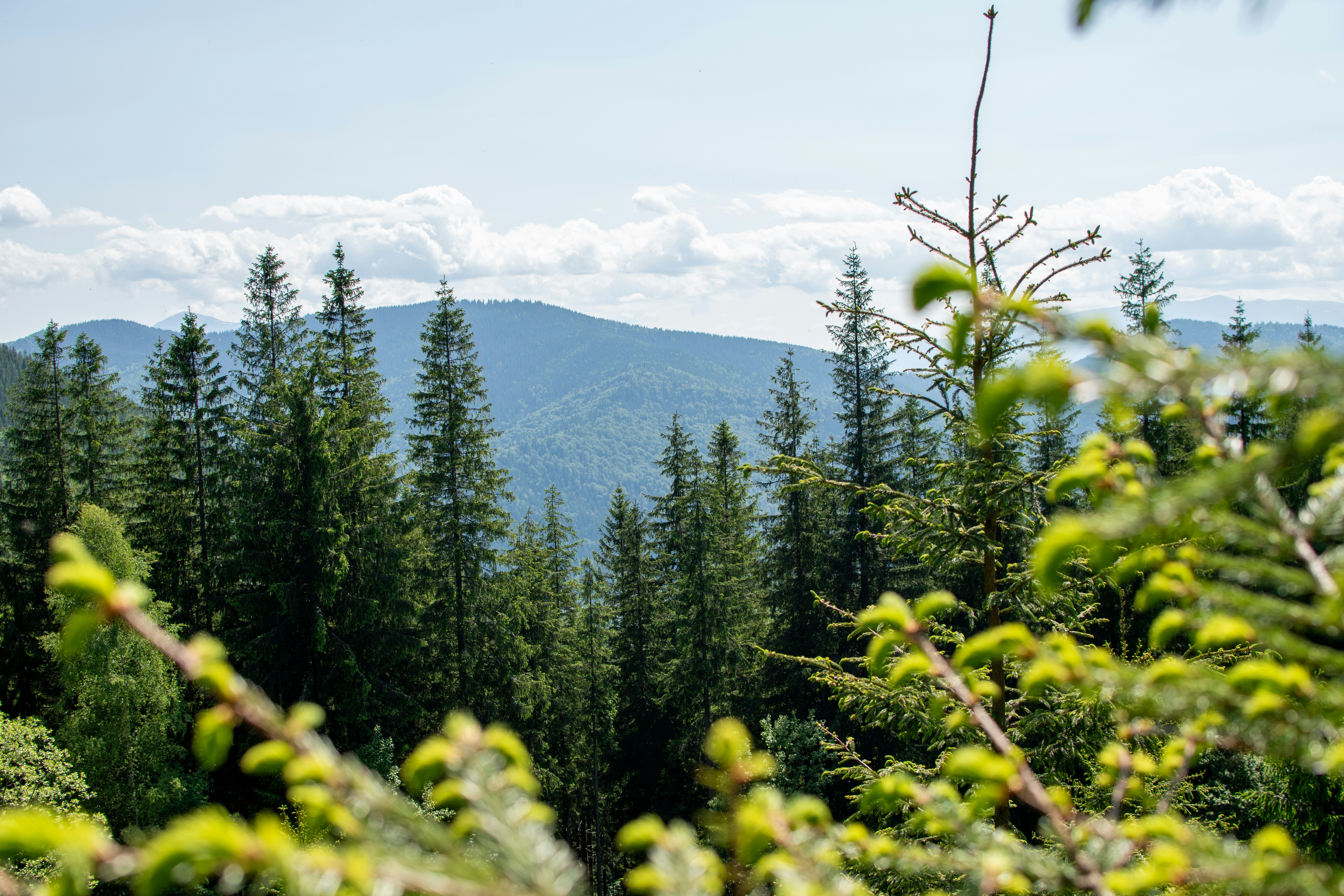 Photo by yevhen_stienin