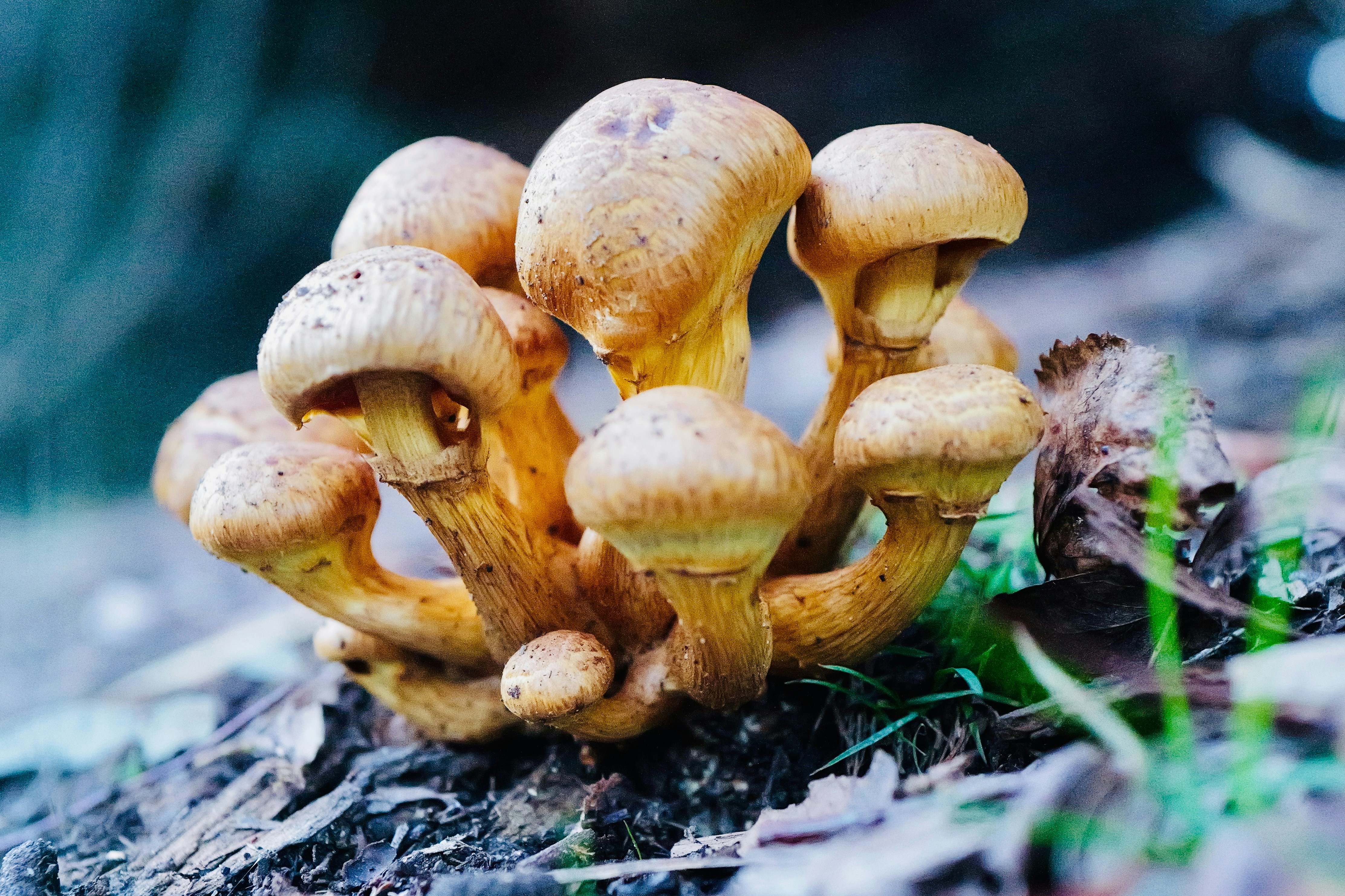 A cluster of brown mushrooms grows outdoors.