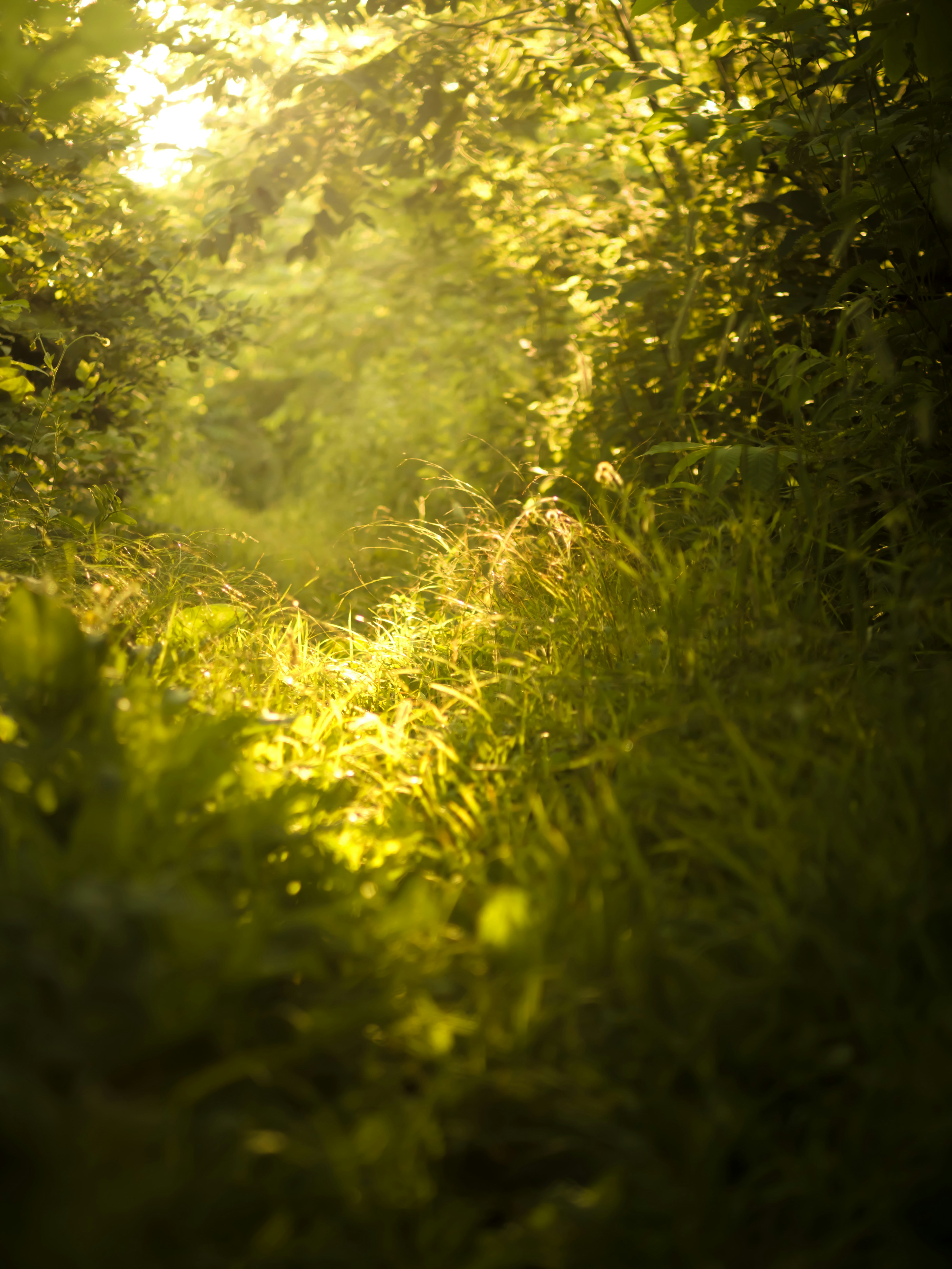 Sunlight streams through lush, green foliage.