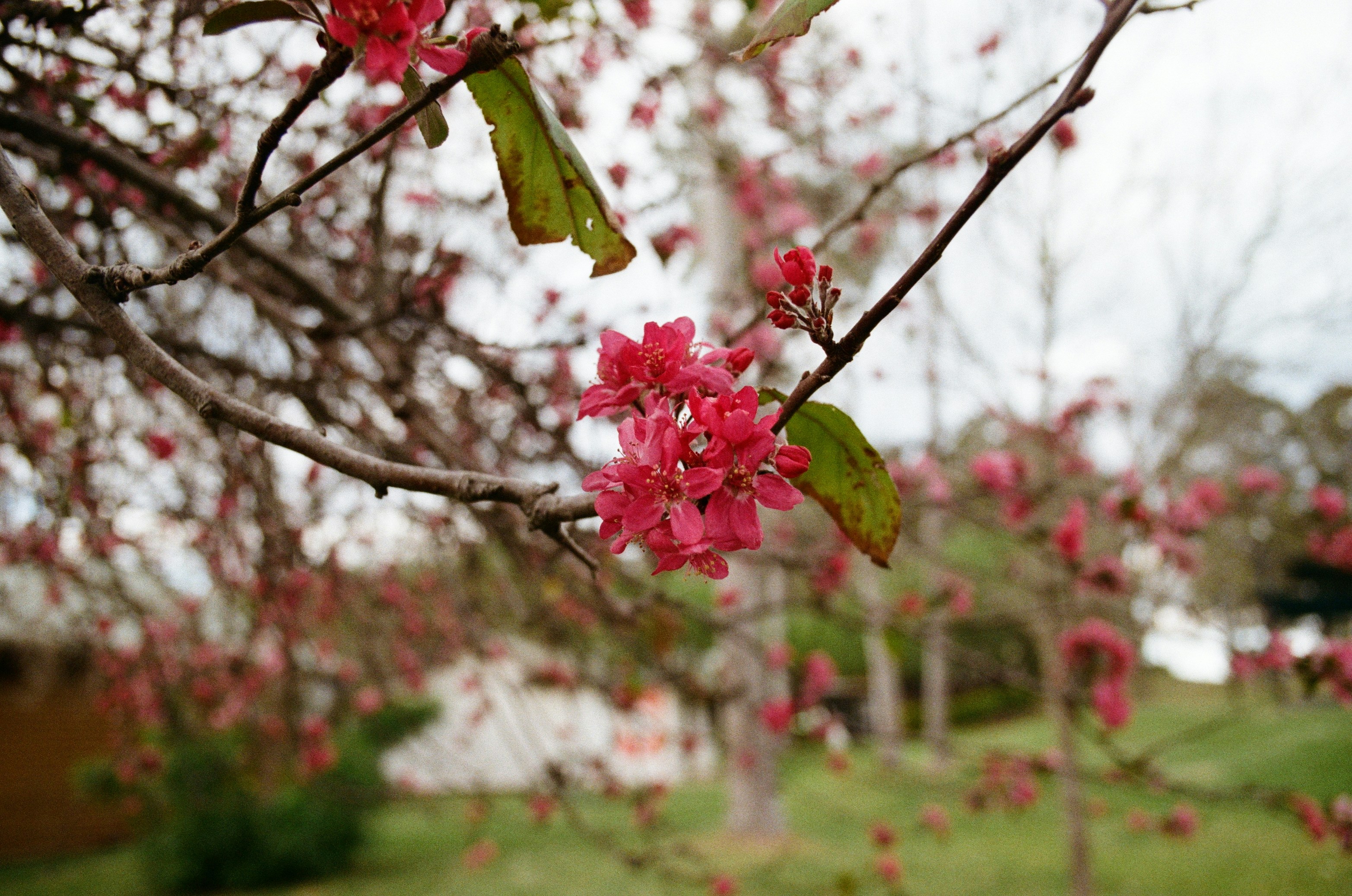 Flores cor de rosa desabrocham em um galho de árvore.