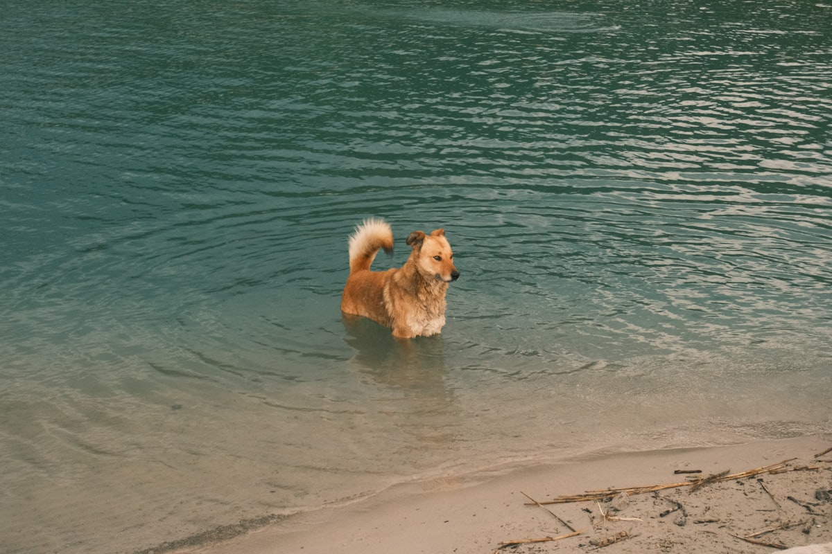 Dog standing in cool water