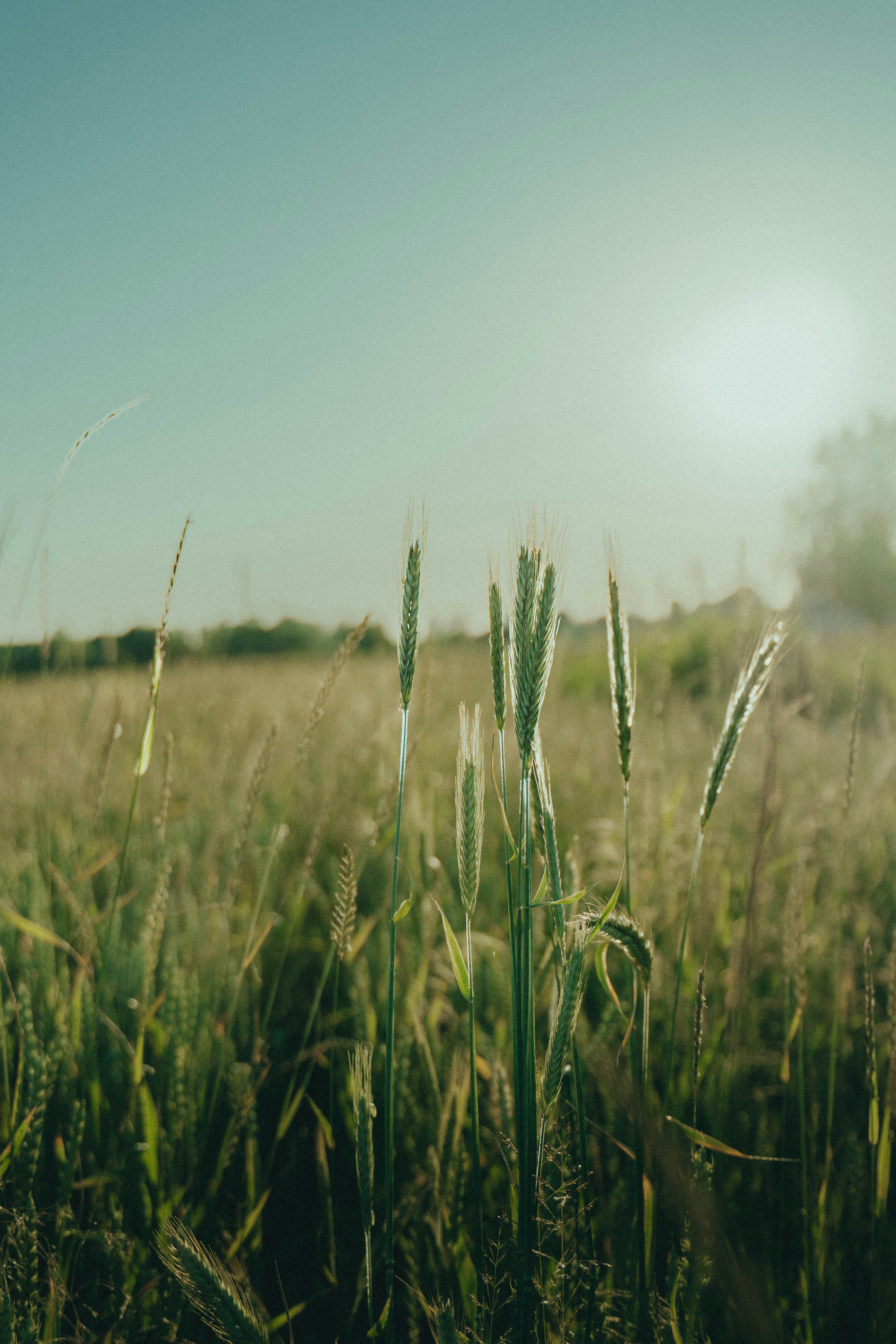 Sunlight shines on green grasses in a field.