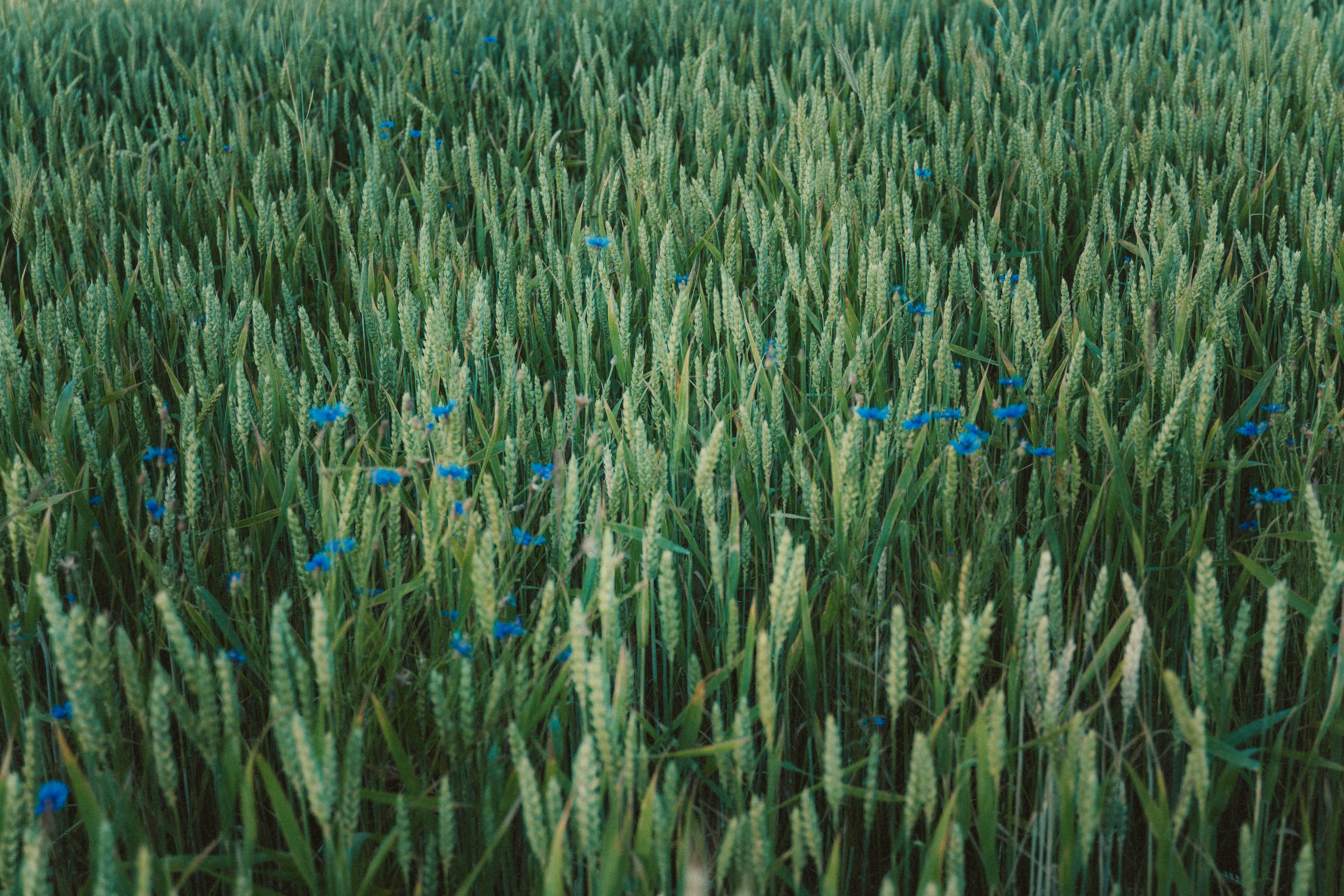 A field of wheat with scattered blue flowers.