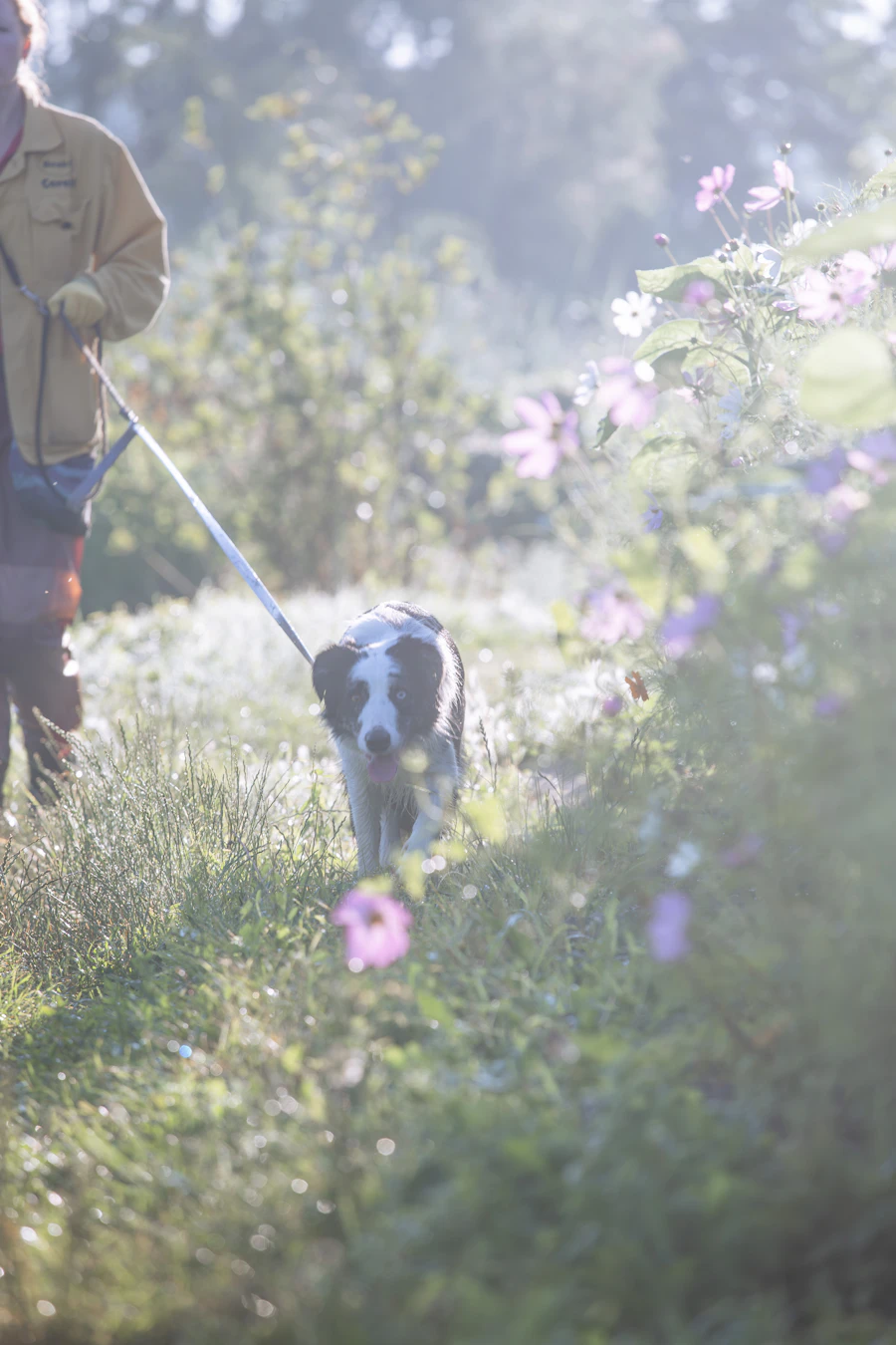 A dog walking through a field of flowers