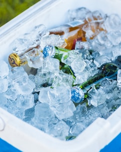 Cold beers chilling in a cooler filled with ice.