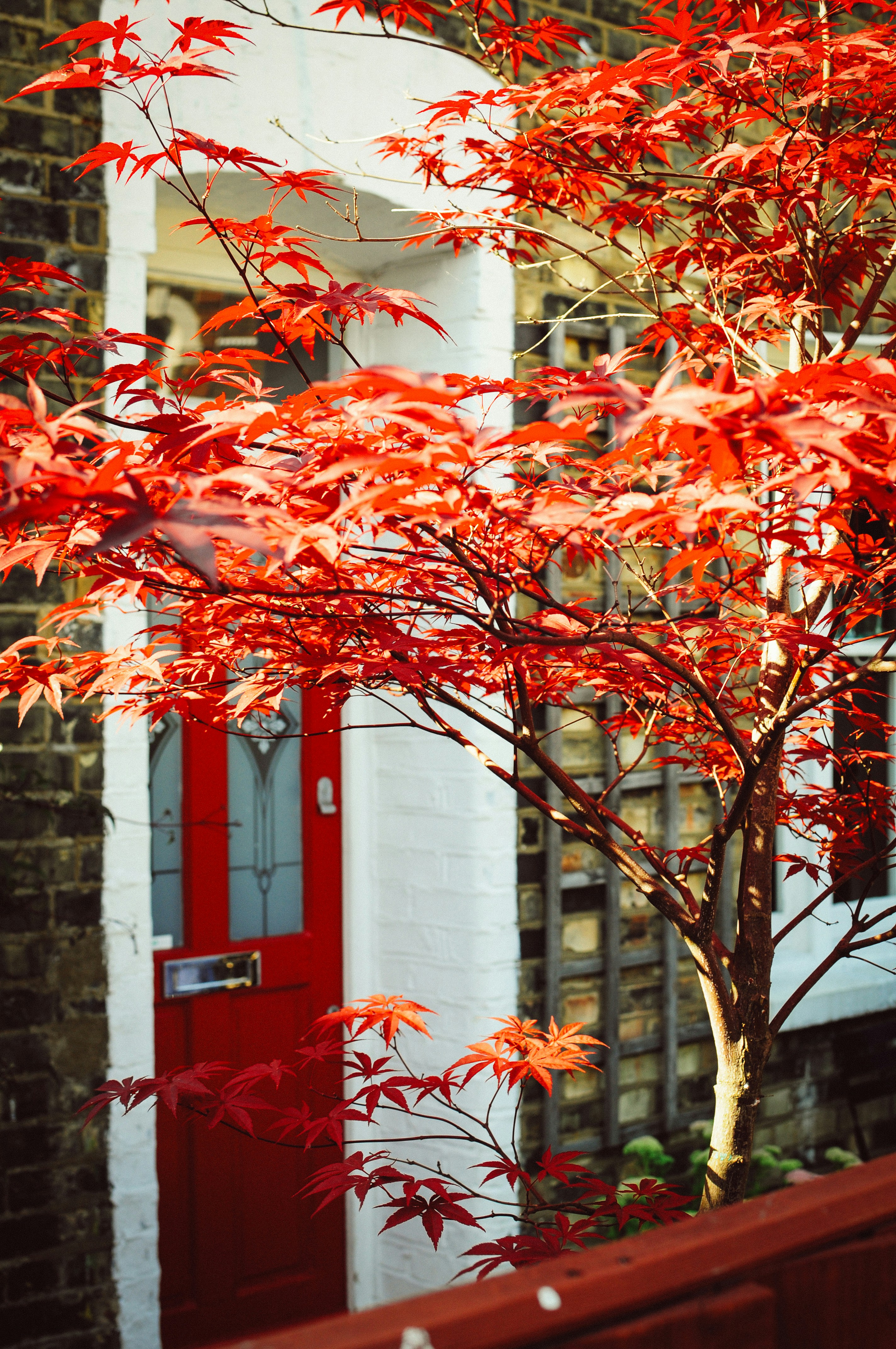 Red leaves frame a doorway.