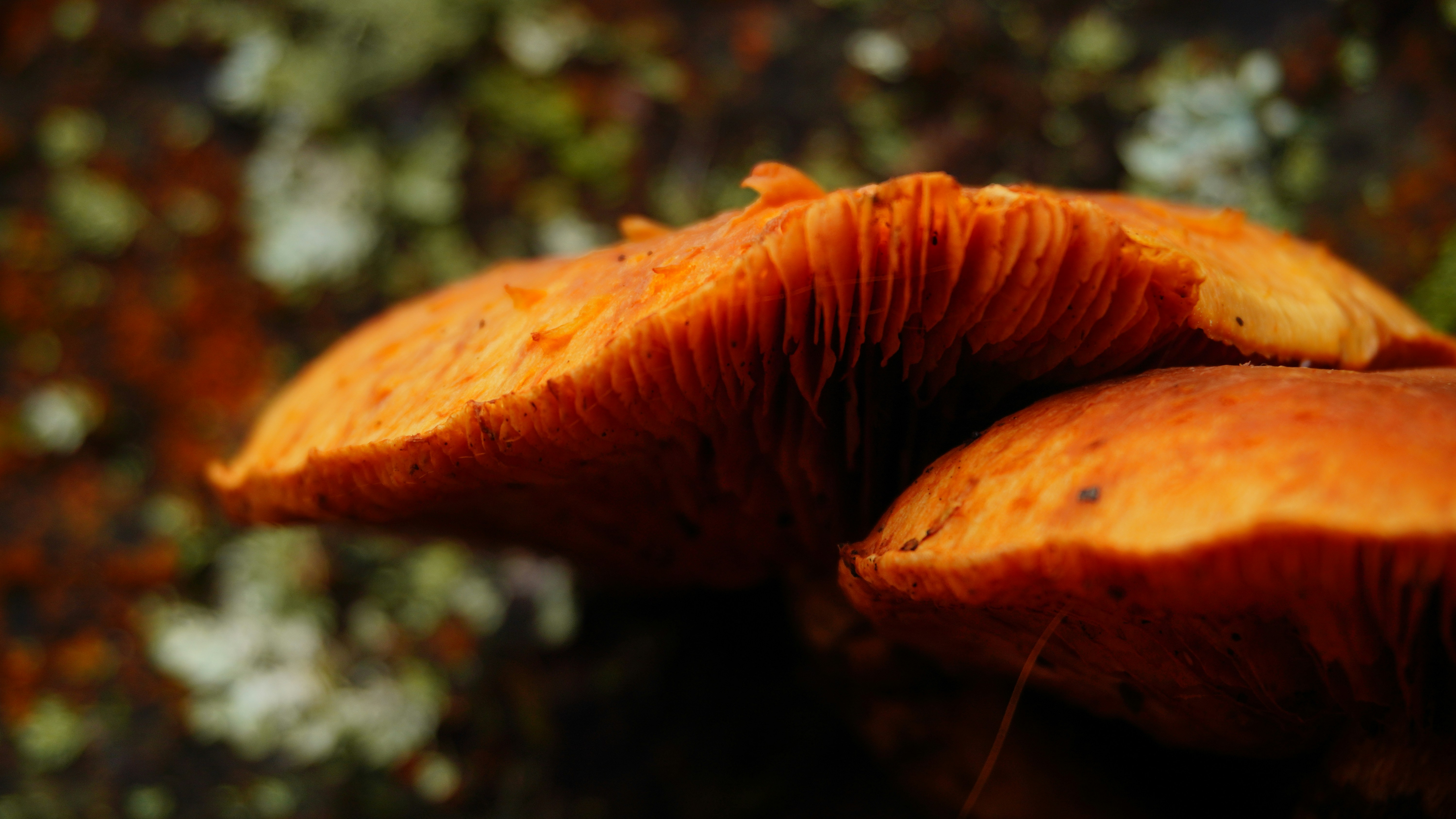 Photo by sushantsahdev