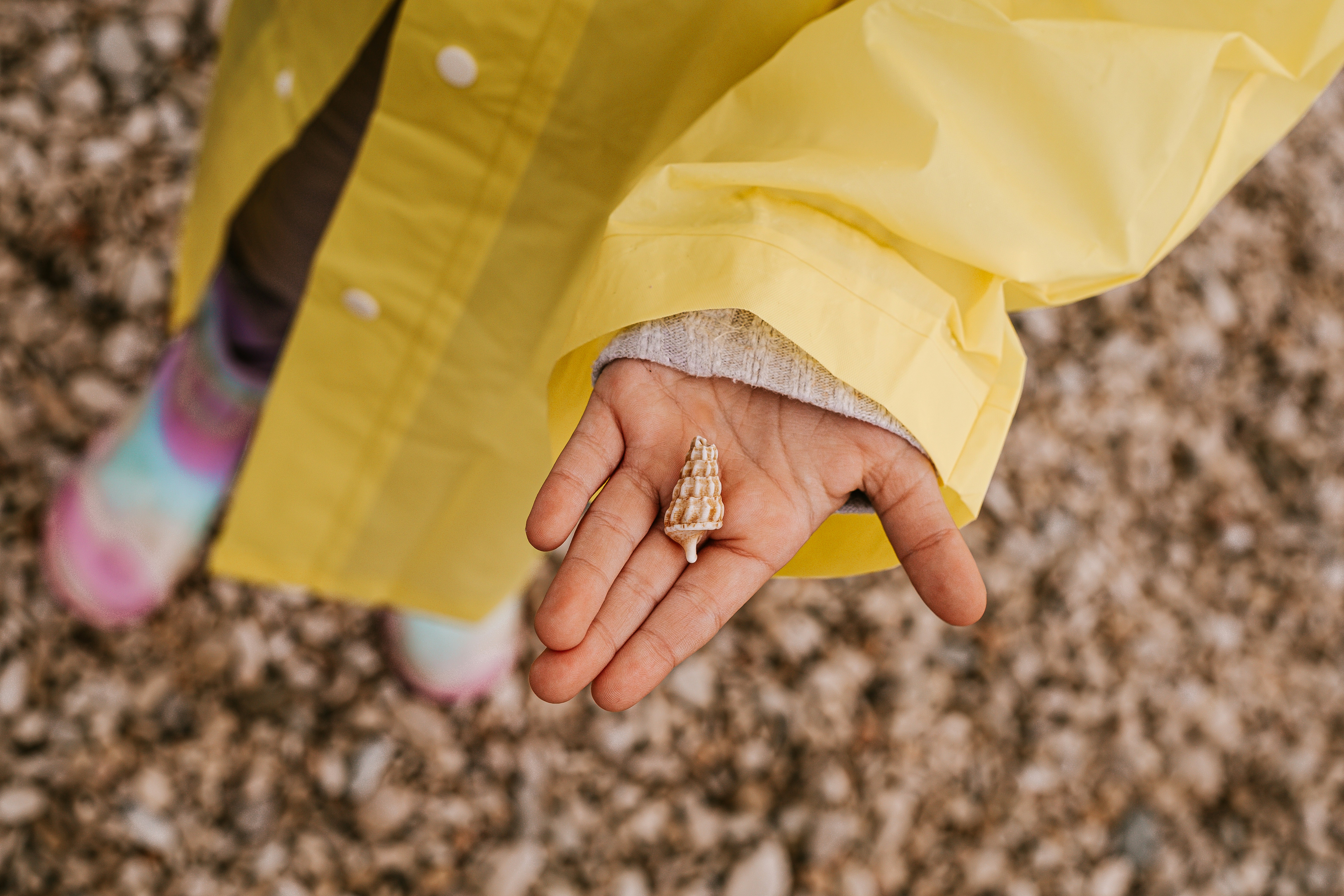 Child displays a seashell in their palm.