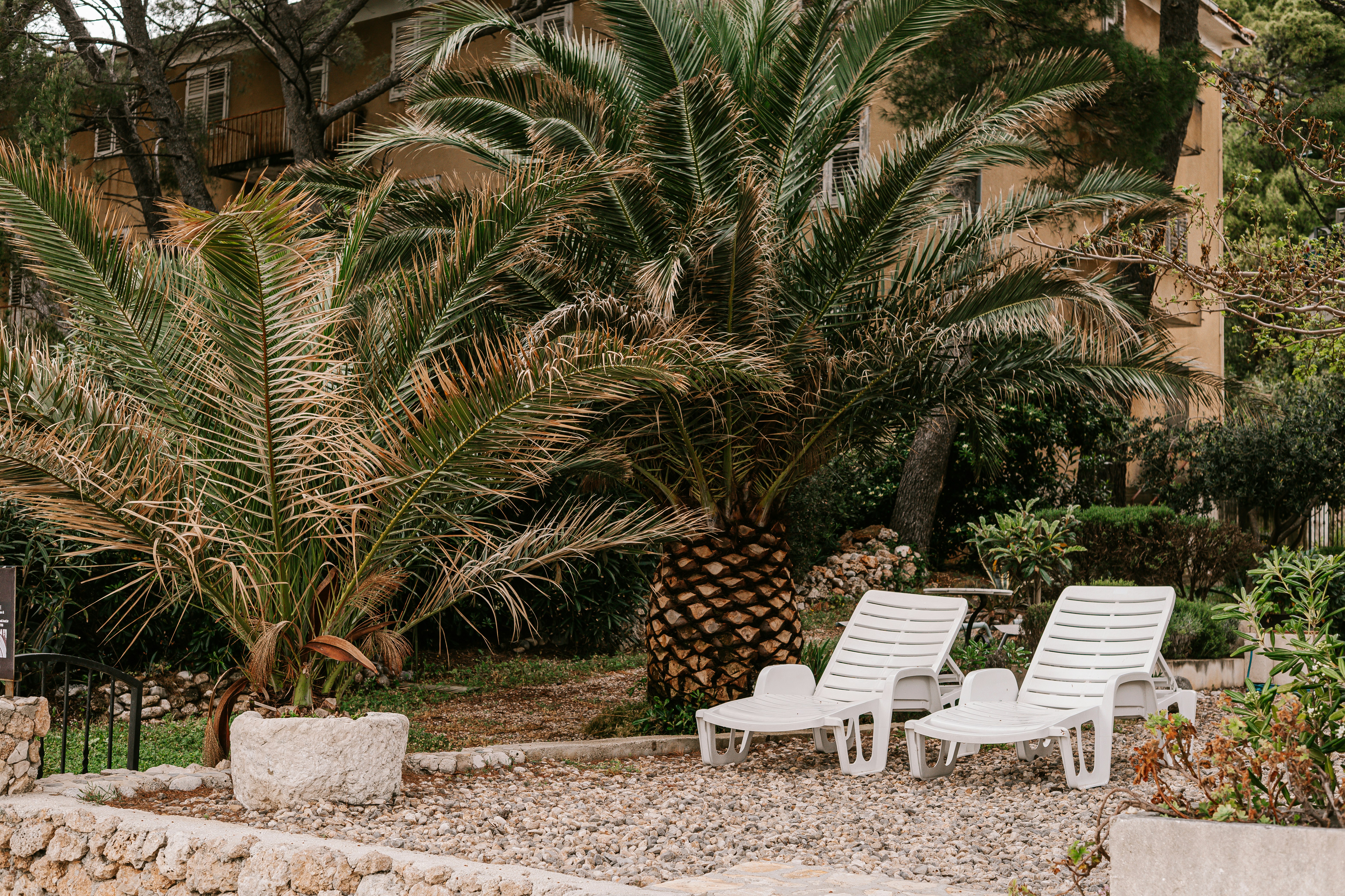 Two chairs sit beneath palm trees