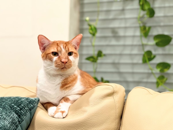 American Shorthair