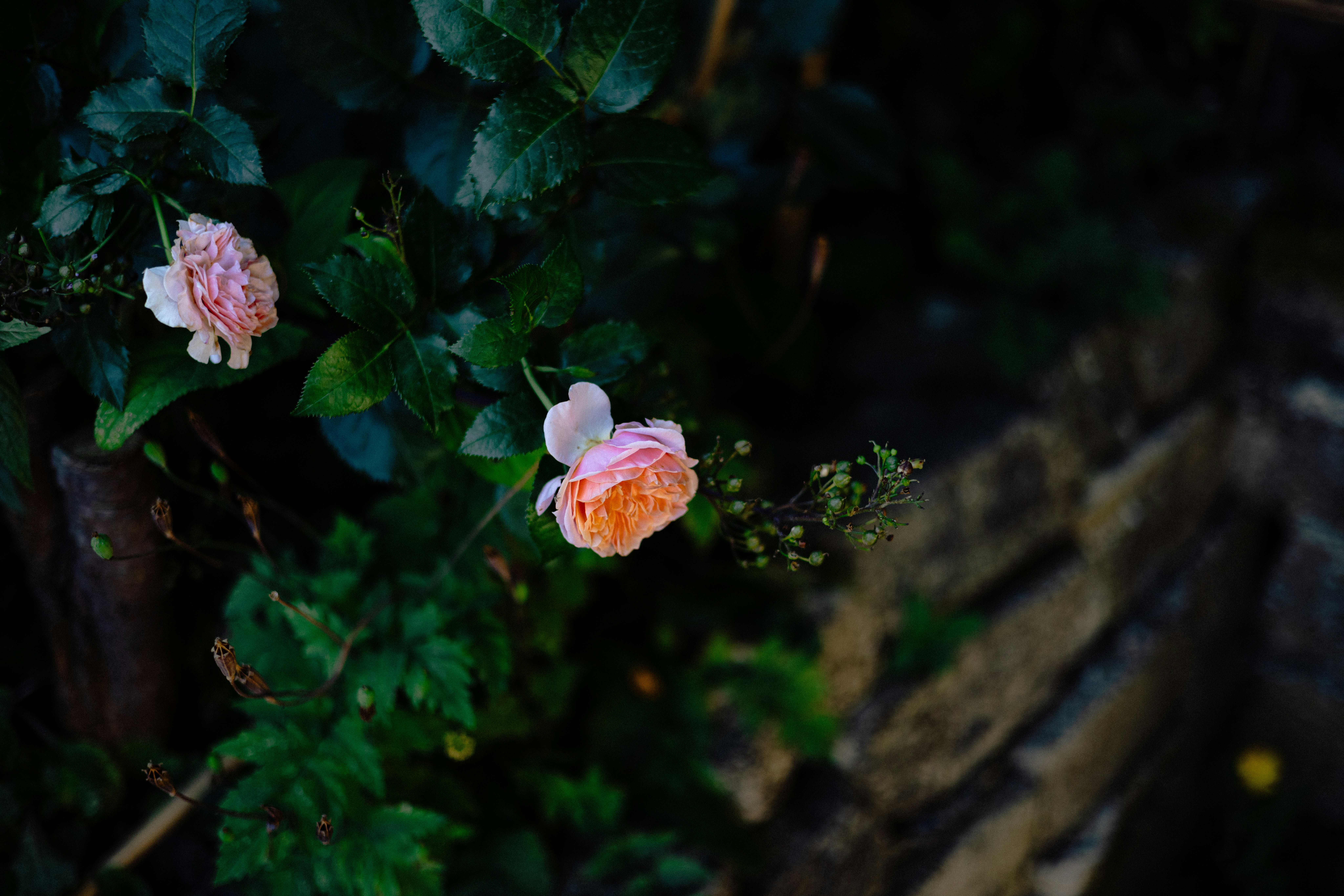 Photo by anniespratt