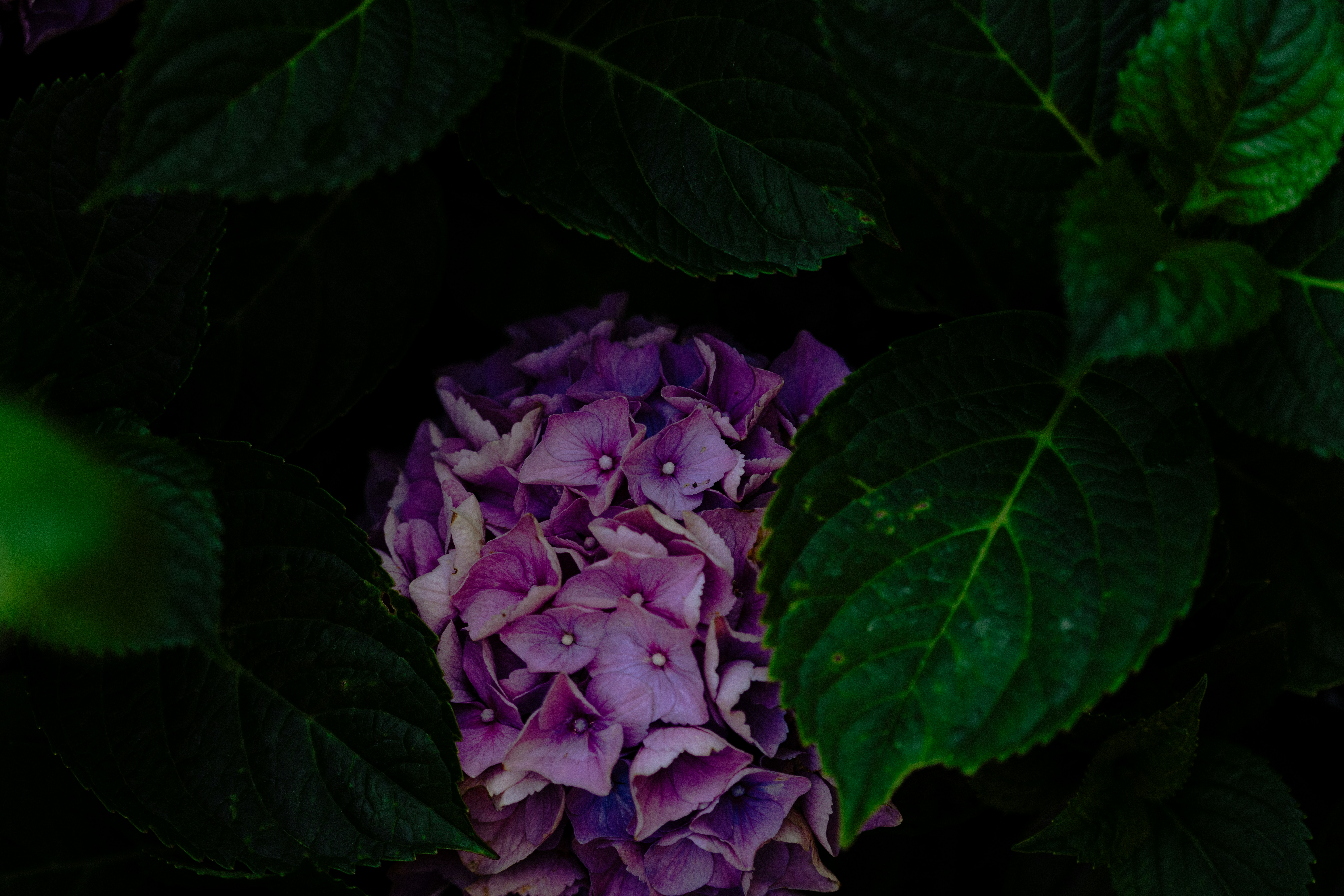 Photo by anniespratt