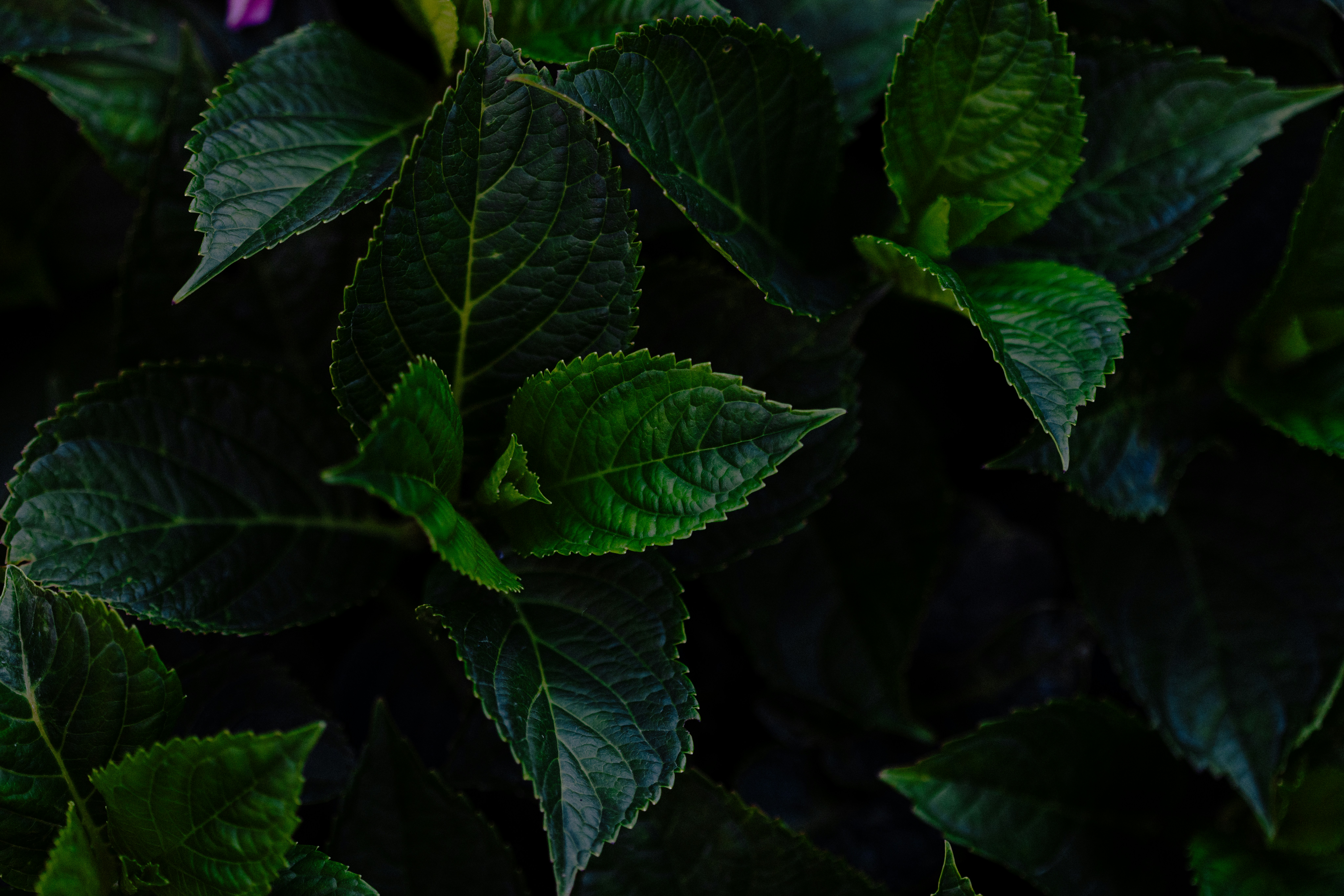 Photo by anniespratt