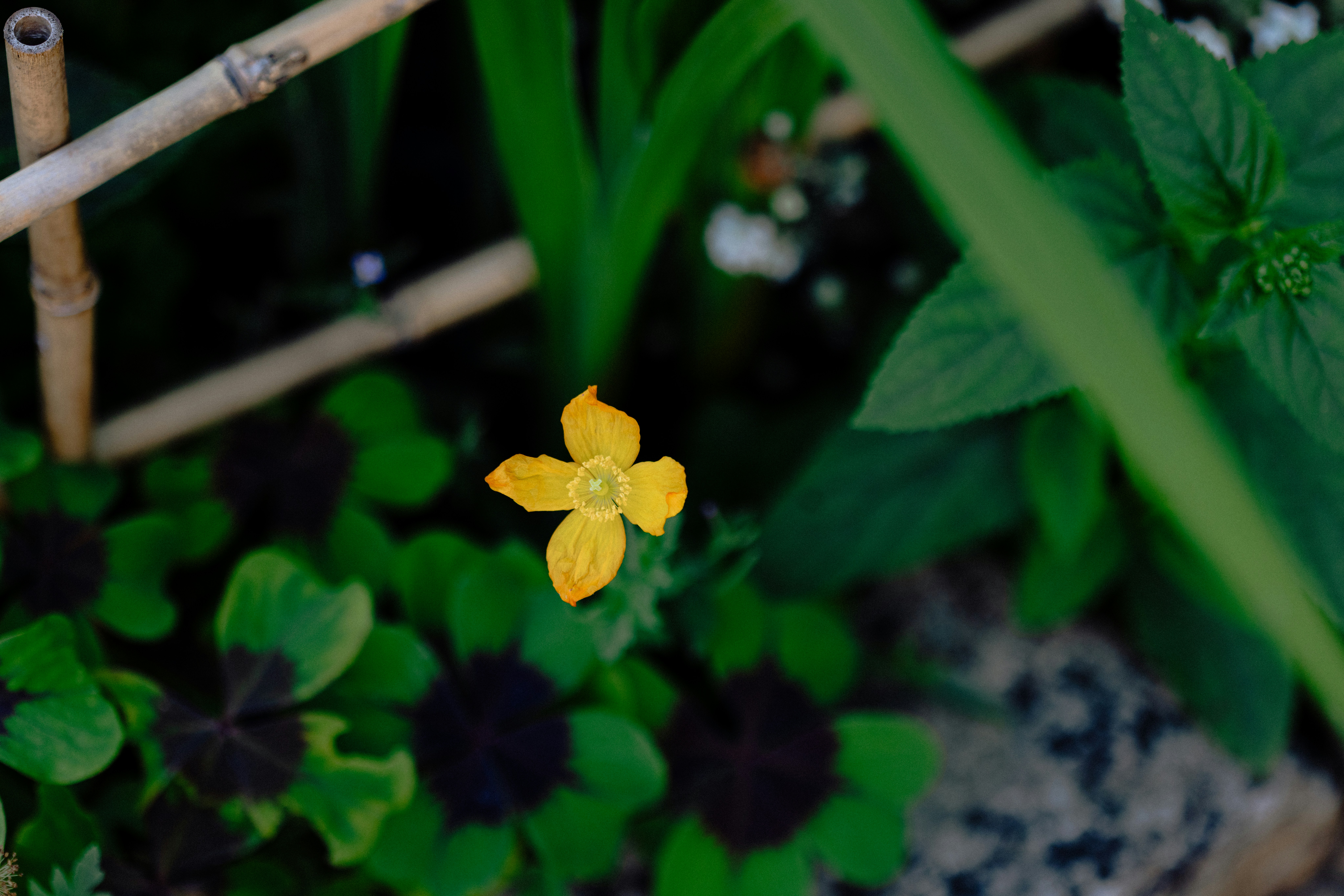 Photo by anniespratt