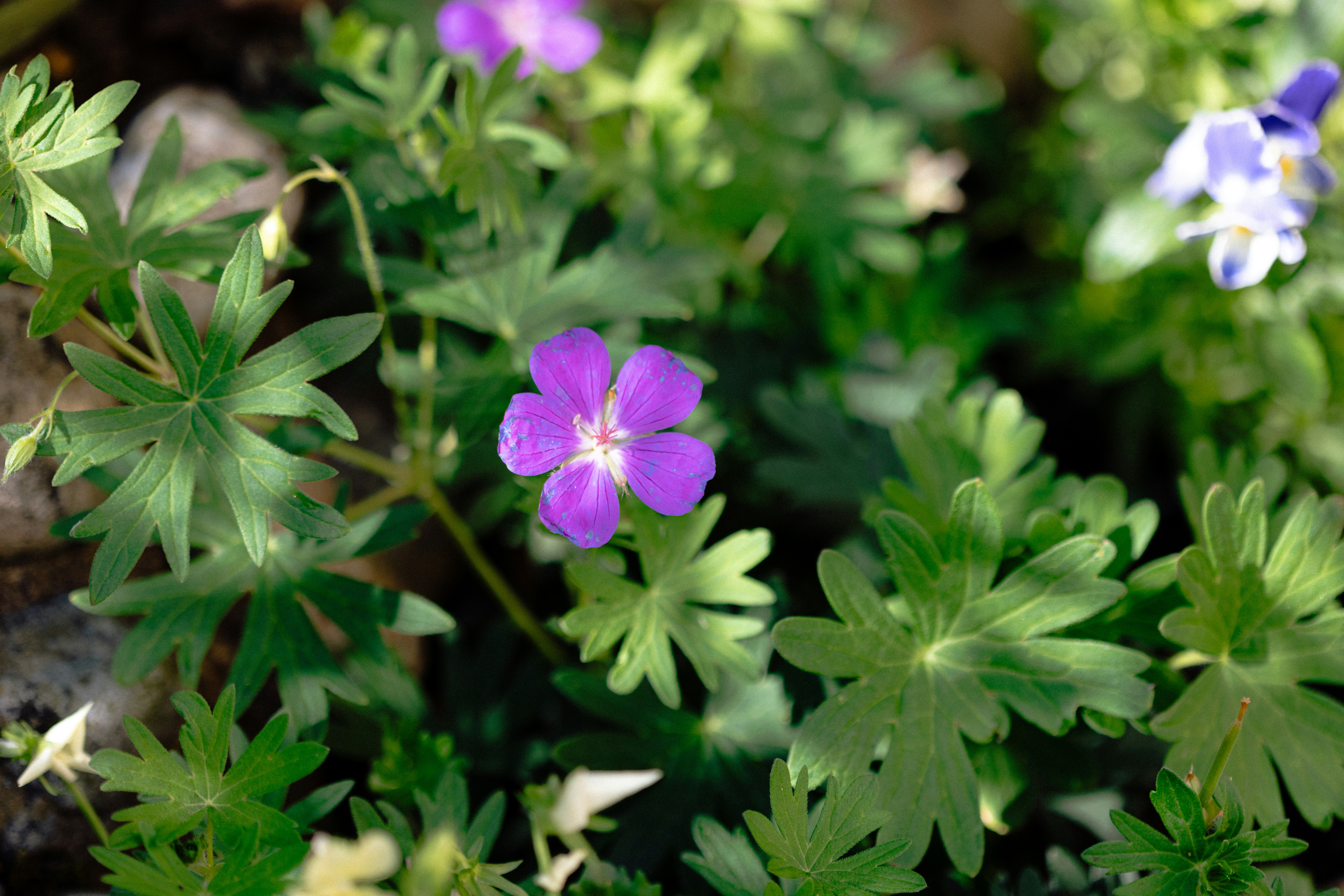 Photo by anniespratt