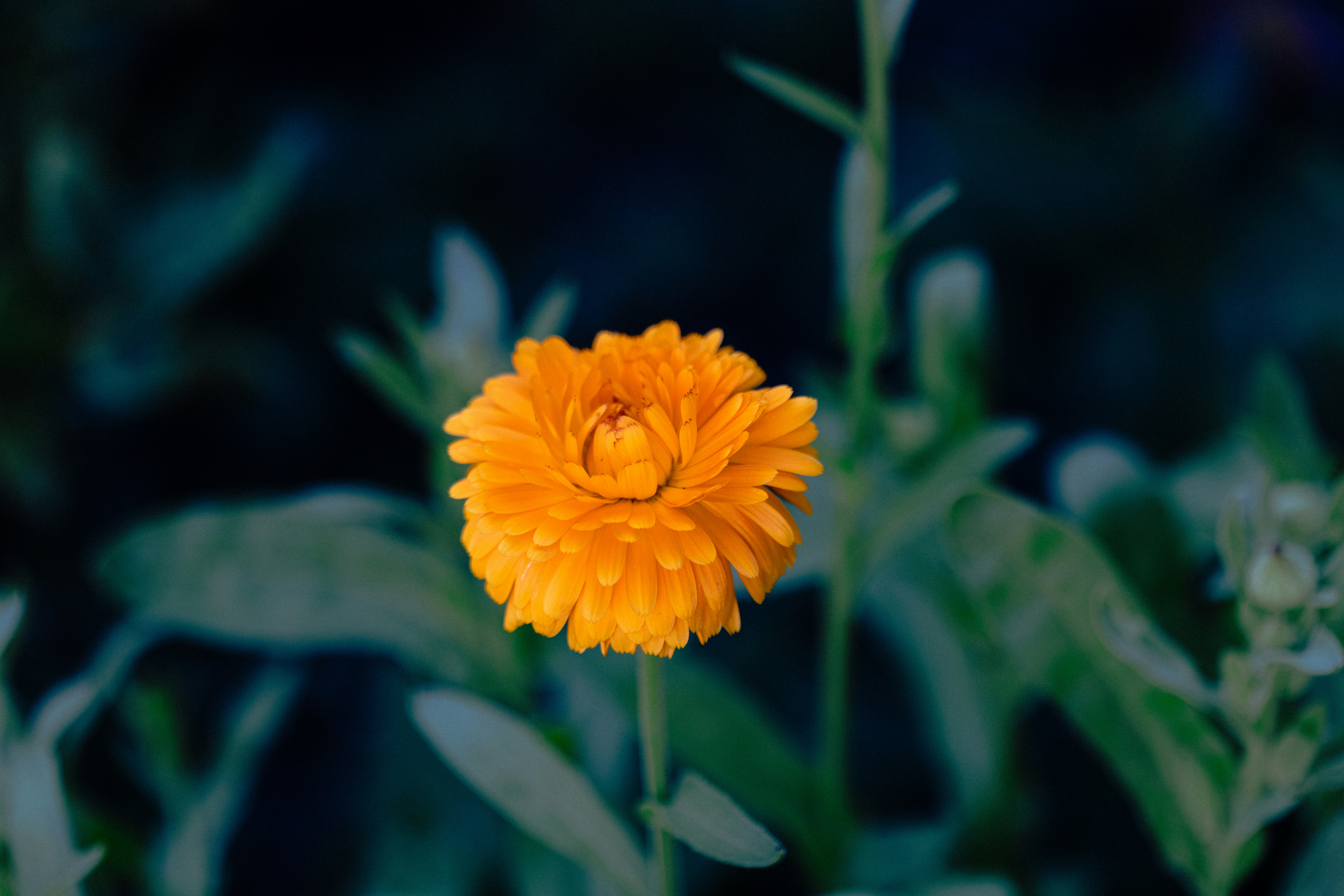 Photo by anniespratt