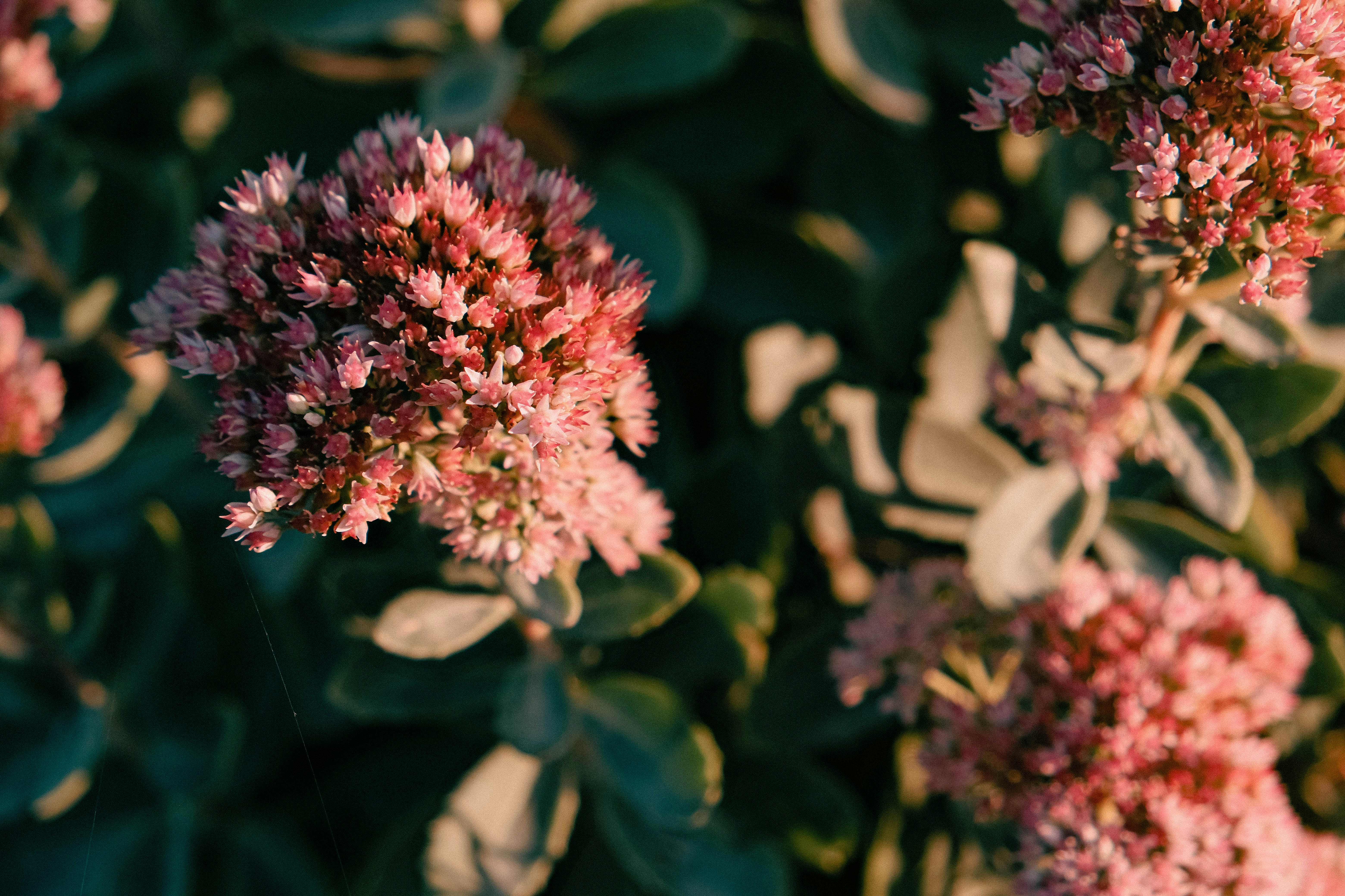 Photo by elenasizontseva