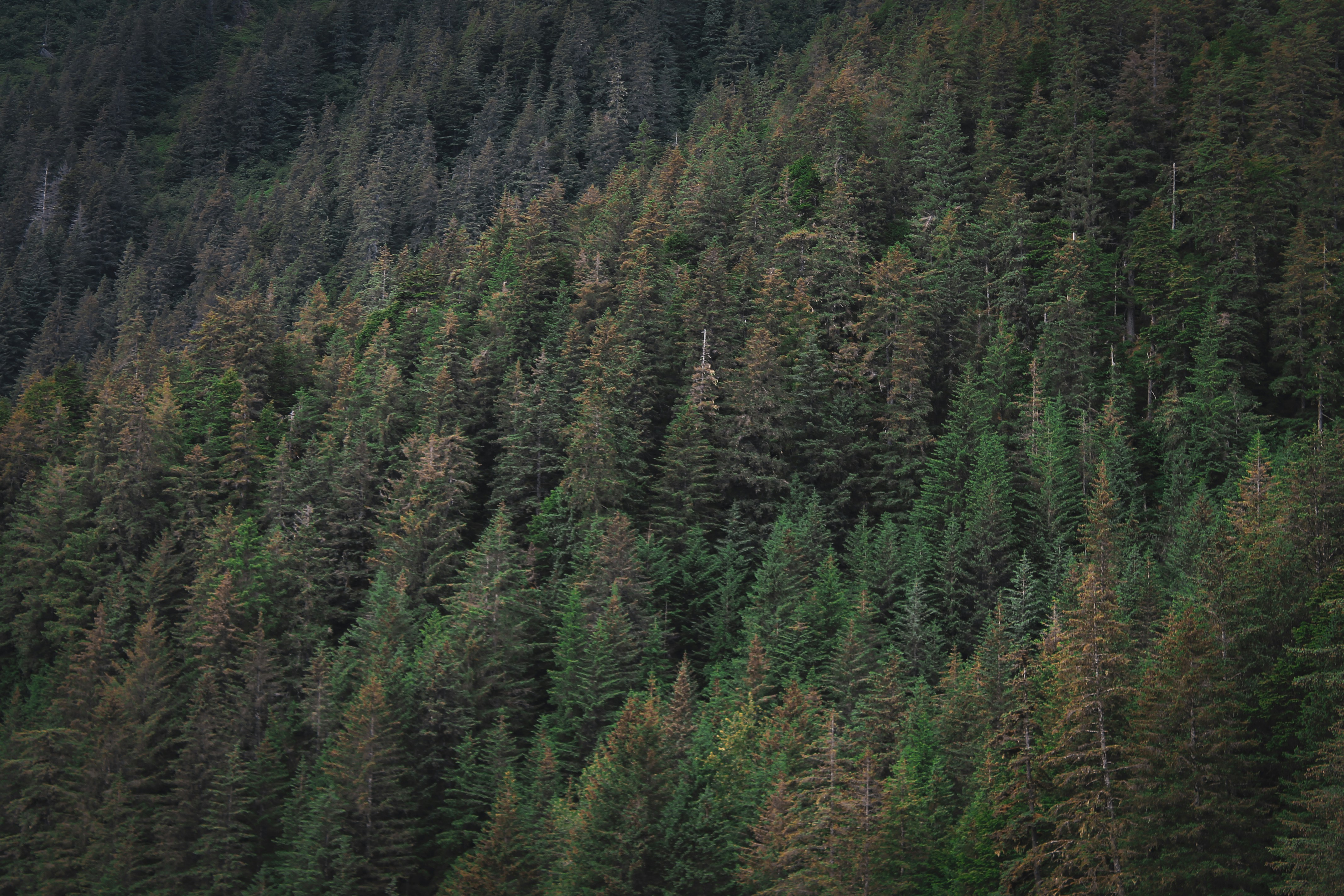 Photo by cjrollins17