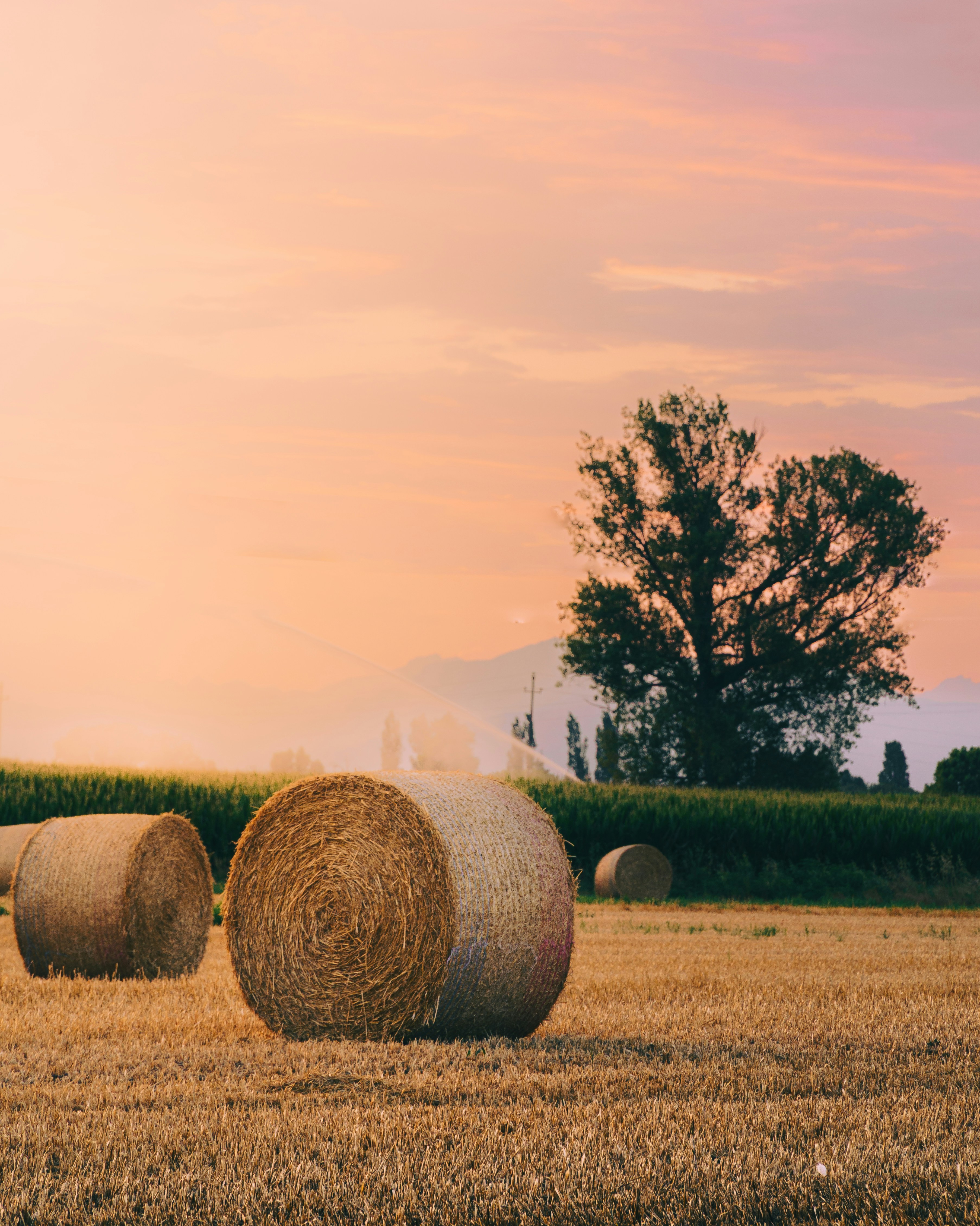 Photo by elhamfidani