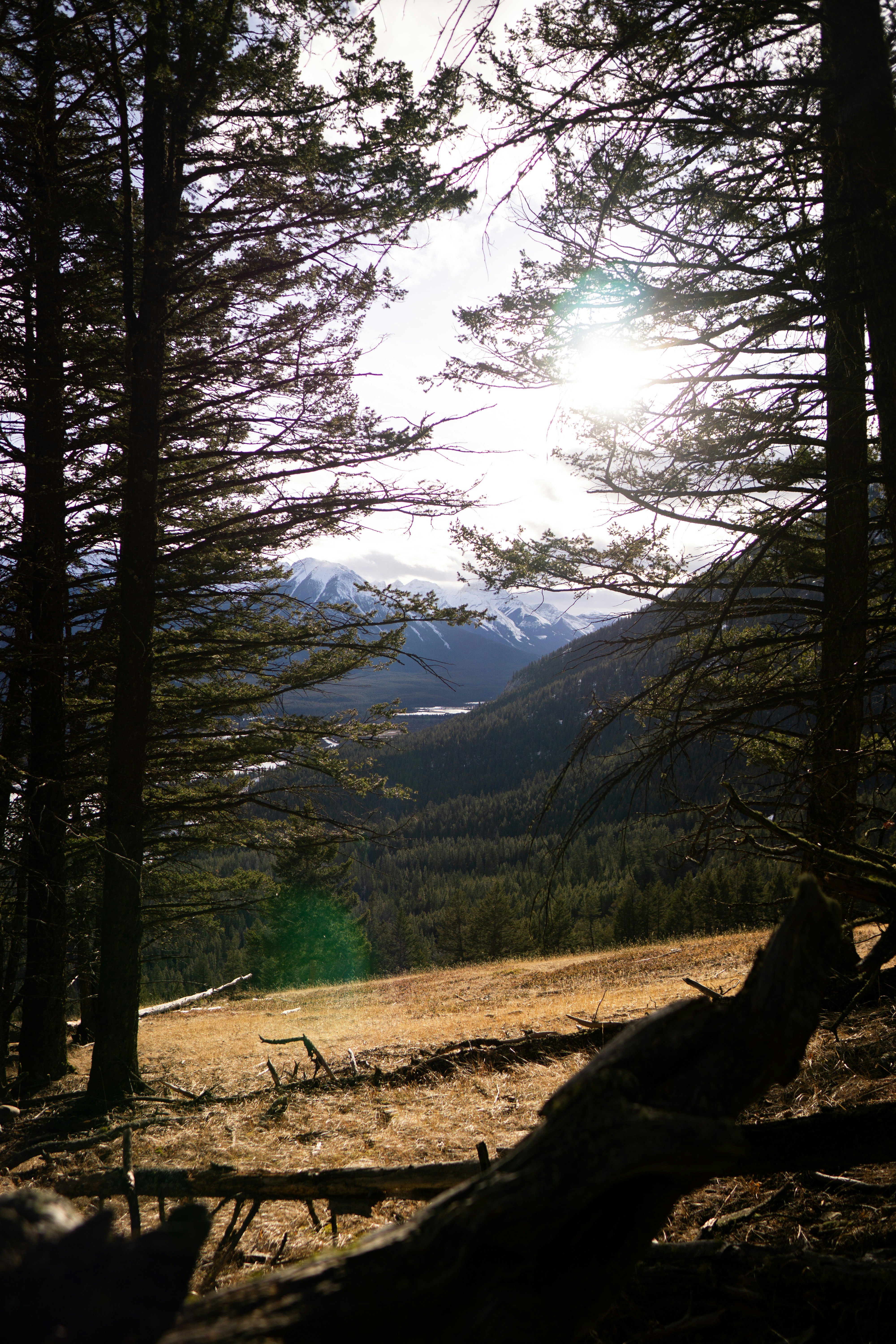 Sun shines through the forest overlooking the valley.