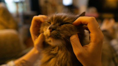 Someone is giving the cat a cheek massage.