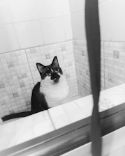 A cat sits in the shower looking up.