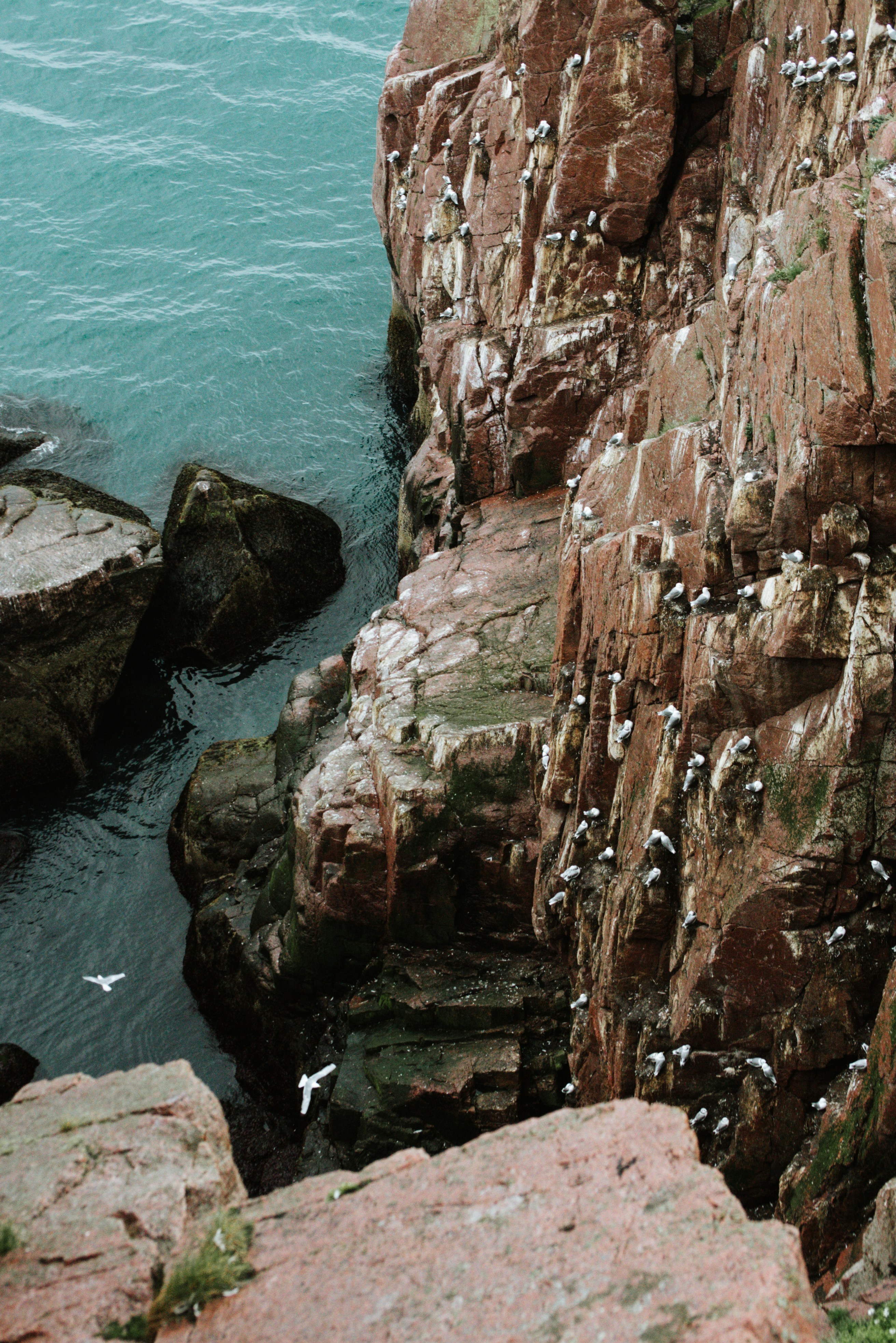 Birds perch on a rocky cliff by the ocean.