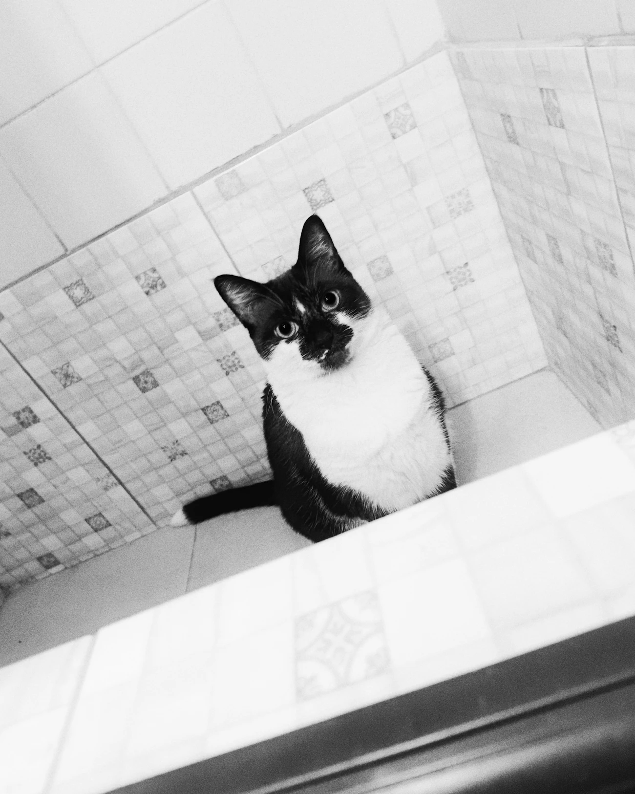 浴室でこちらを見る猫