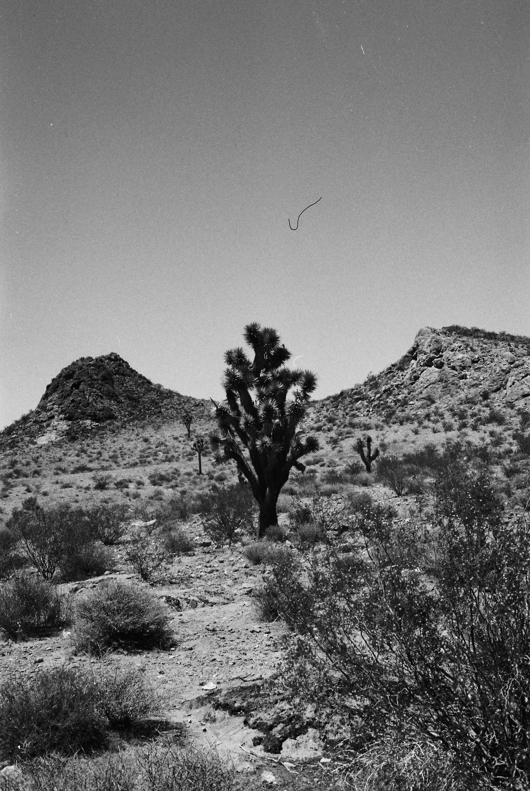 Photo by theguccer2100