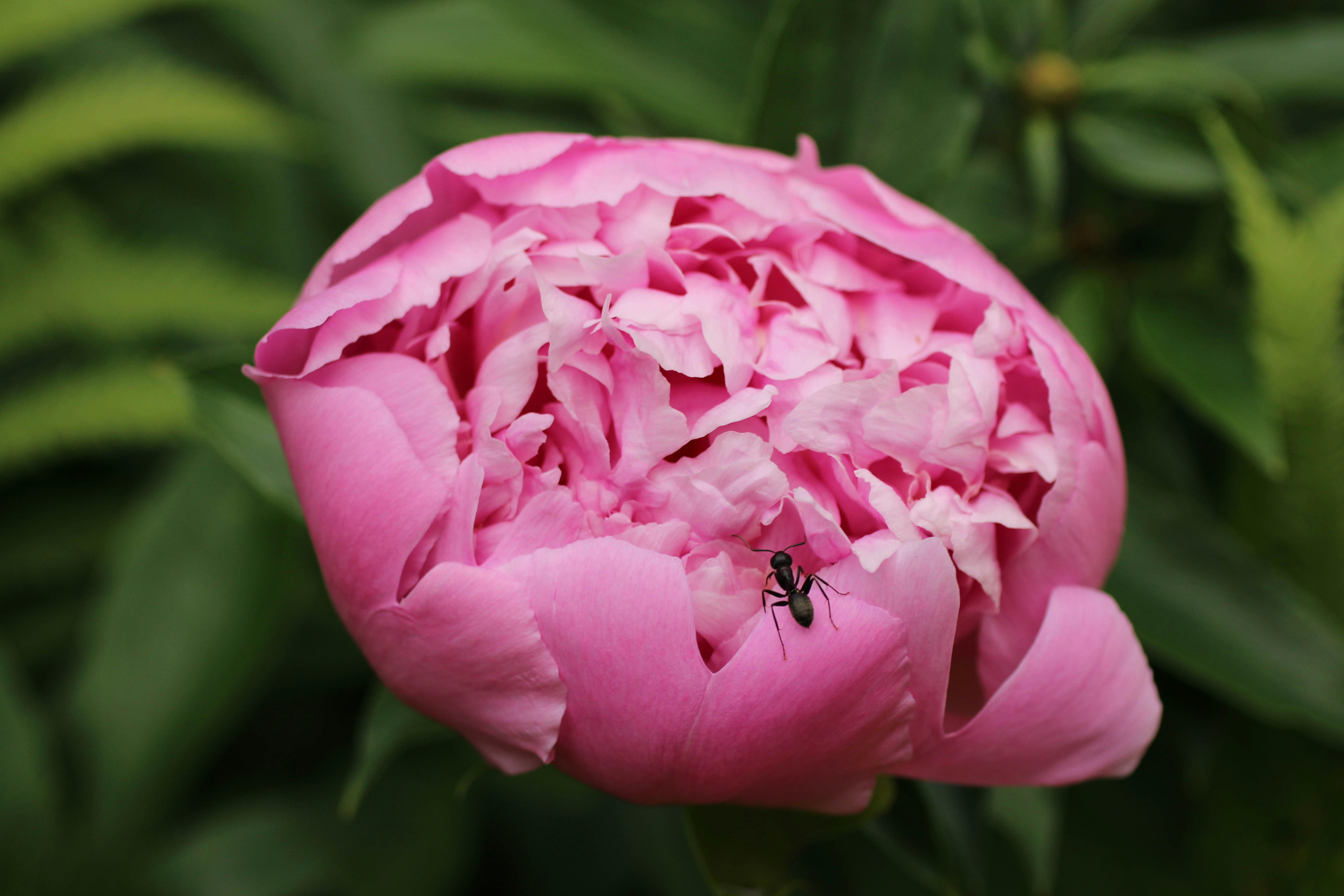 Photo by nephriteonline