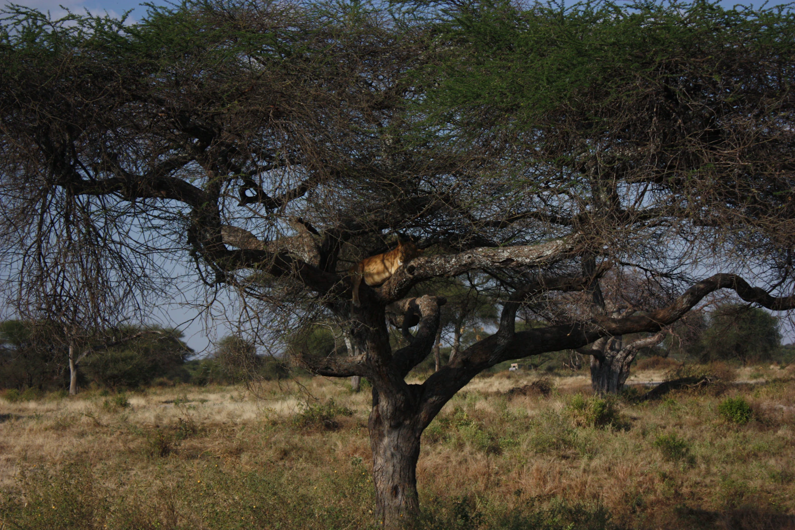 Manyara to the Crater