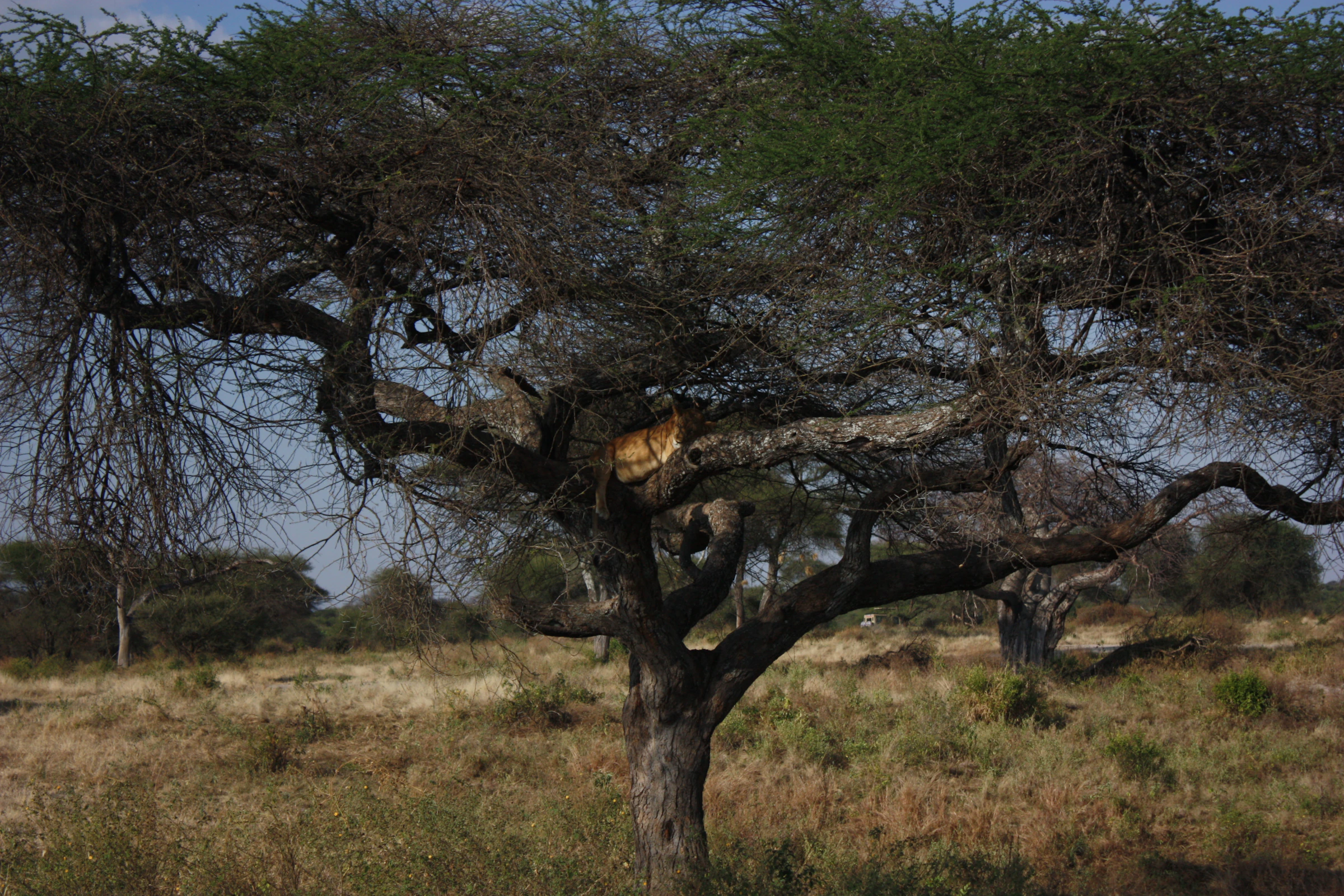 Lake Manyara National Park