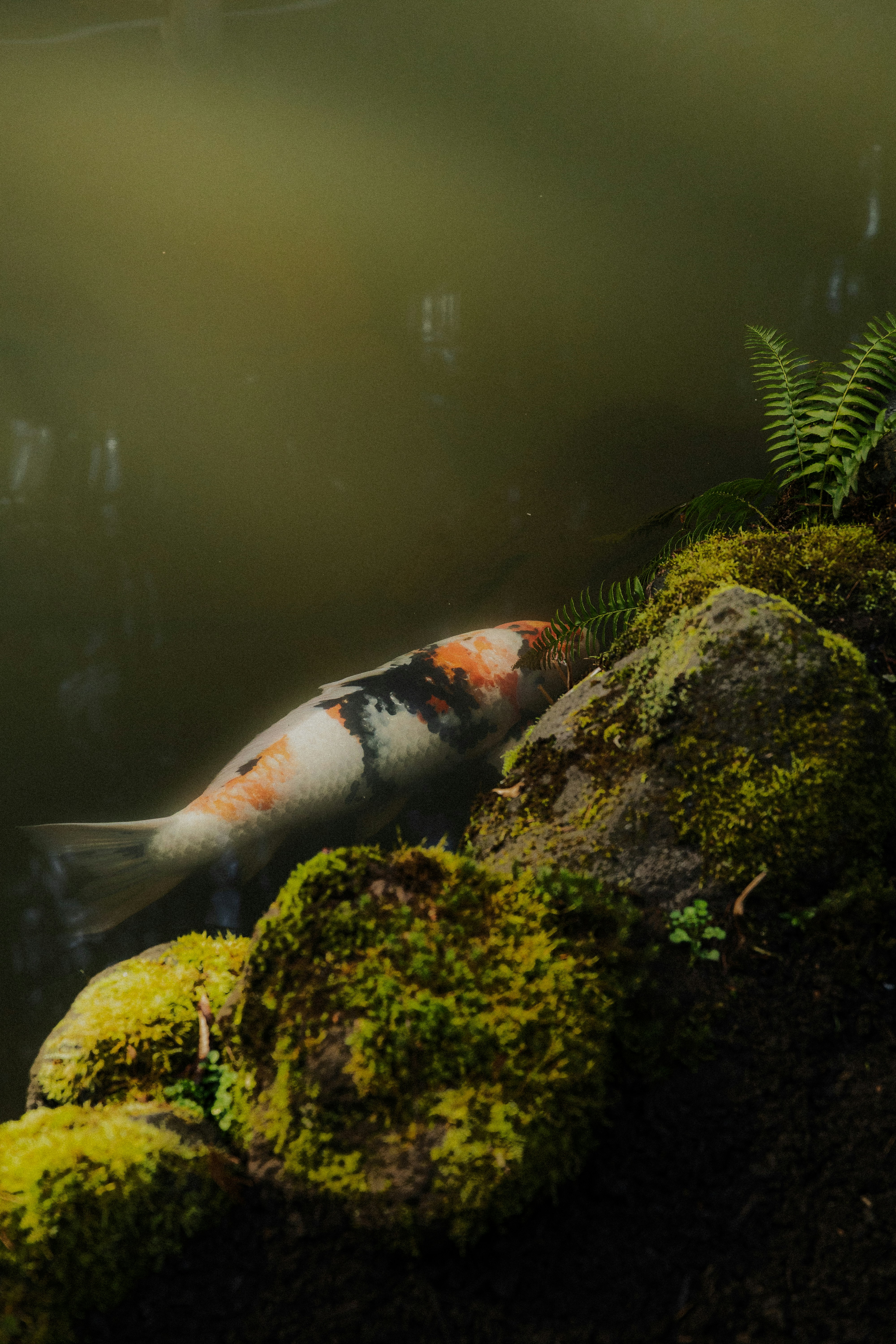 A koi fish swims by mossy rocks.